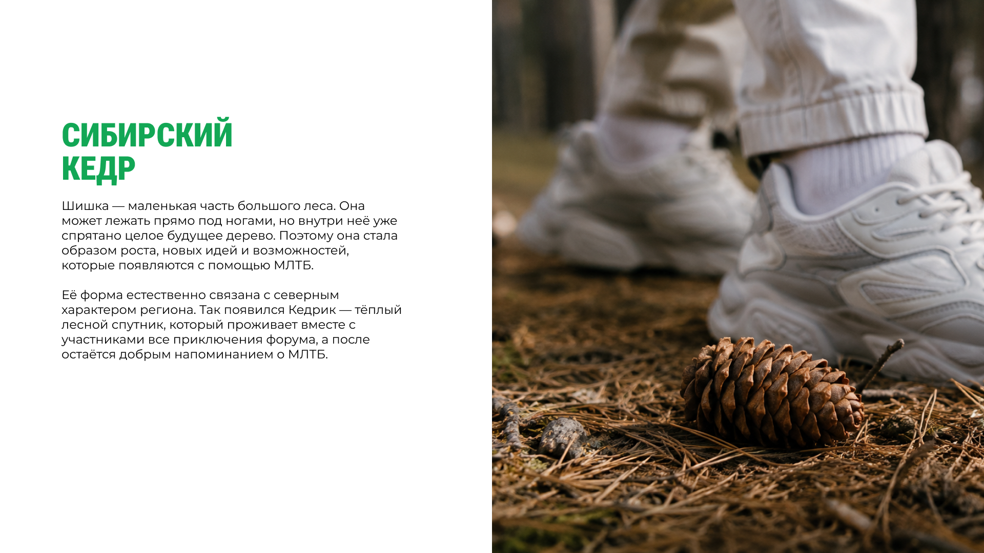 Кедрик. Маленький герой большого форума — Изображение №2 — Иллюстрация на Dprofile