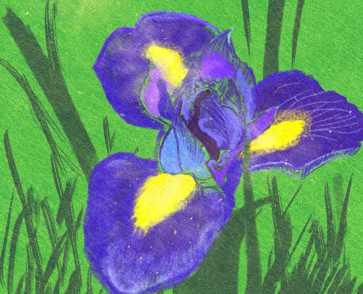 Flora_iris — Брендинг, Иллюстрация на Dprofile