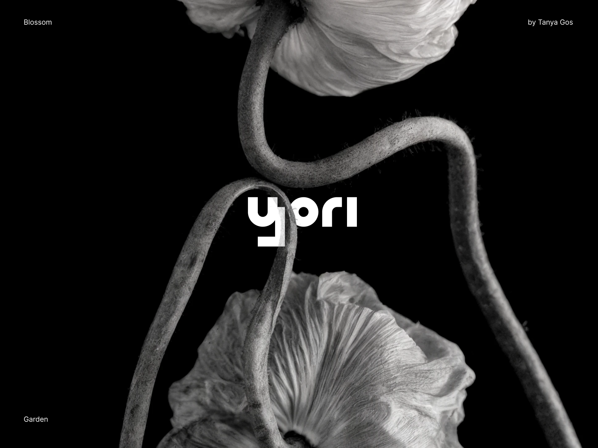 Flower studio | Branding design — Изображение №1 — Брендинг на Dprofile