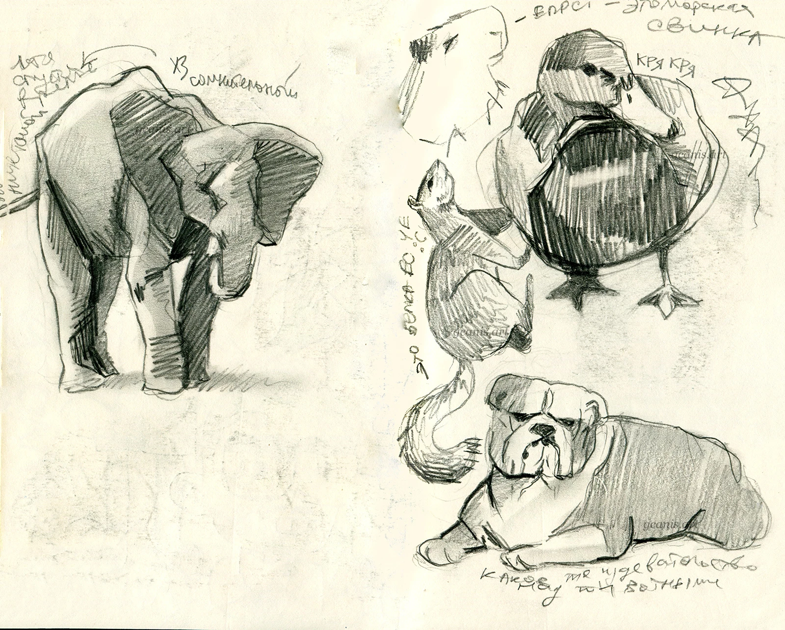 Anatomy & Animal Studies — Изображение №4 — Иллюстрация на Dprofile