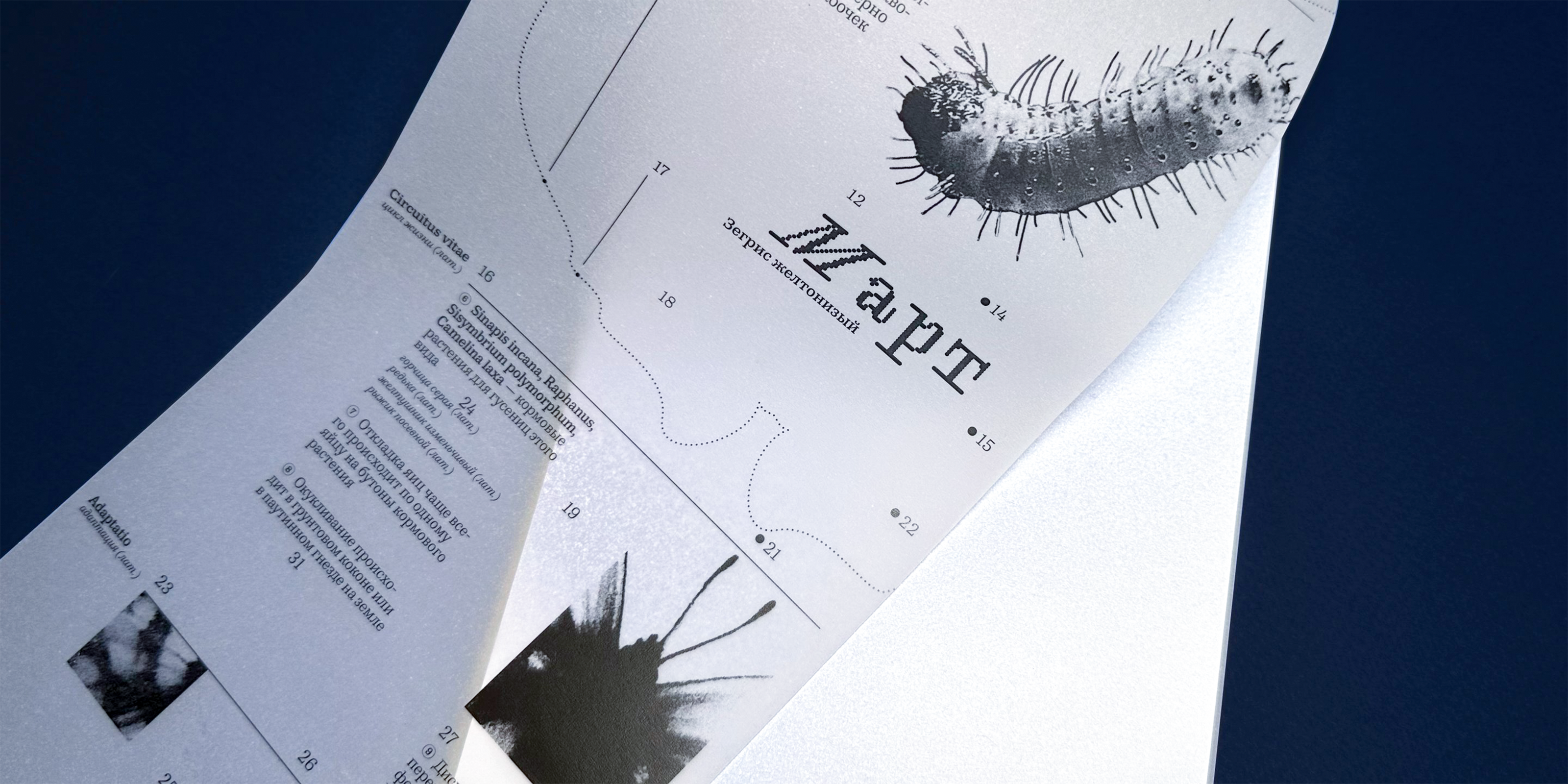 Коллекция лепидоптеролога — Изображение №7 — Графика на Dprofile