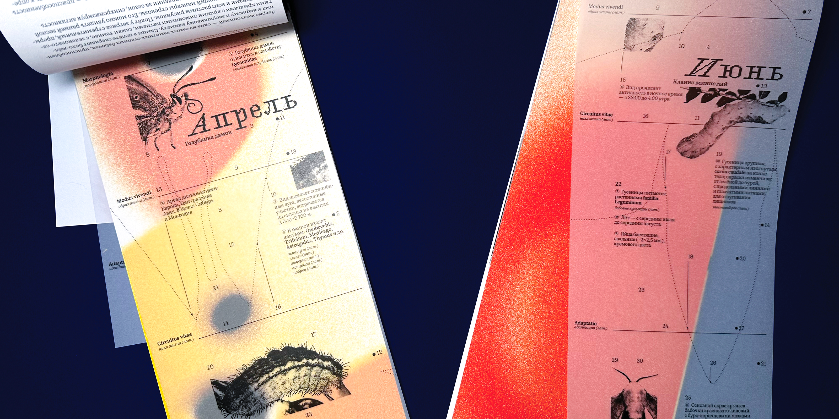 Коллекция лепидоптеролога — Изображение №11 — Графика на Dprofile