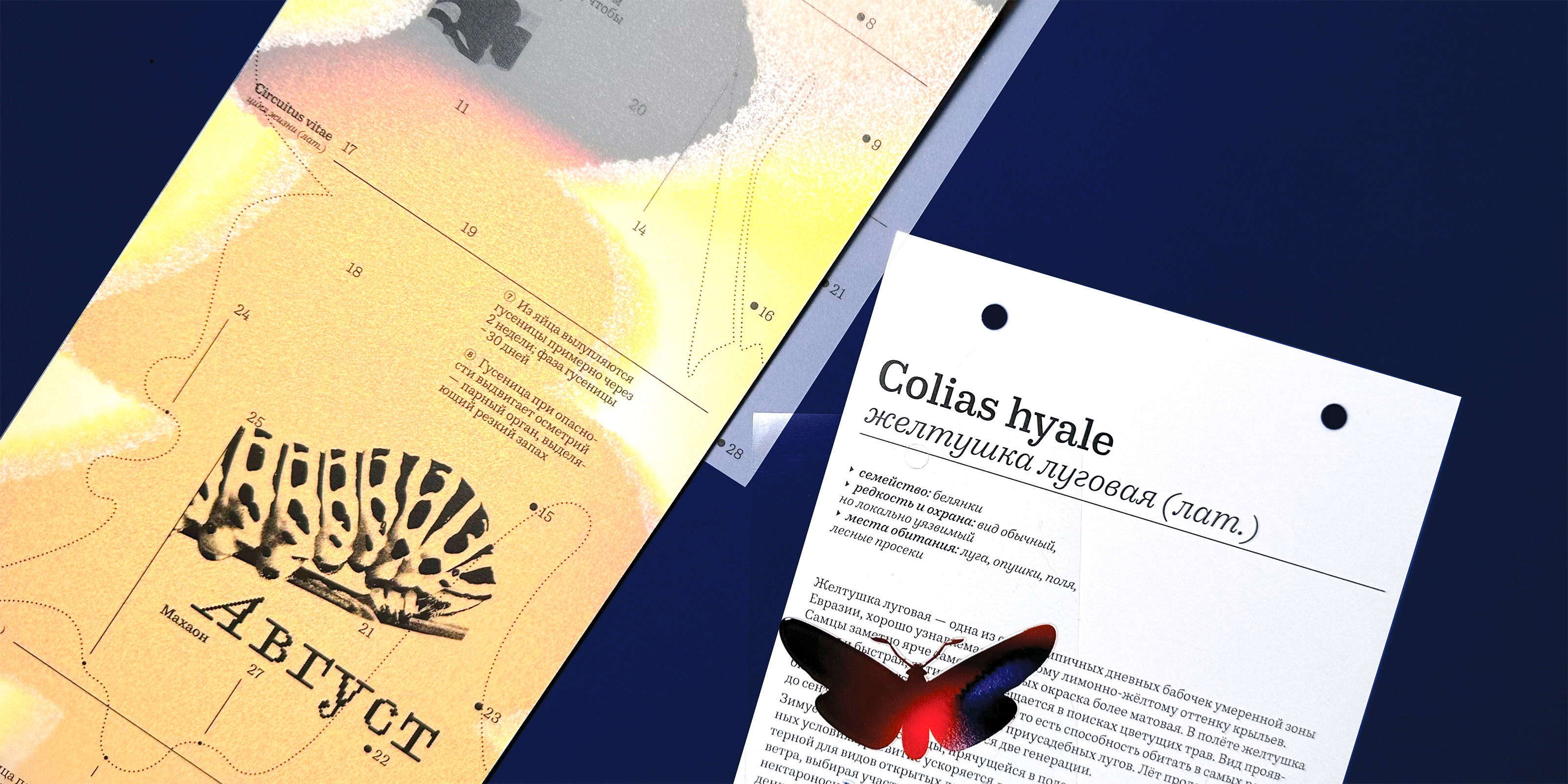 Коллекция лепидоптеролога — Изображение №15 — Графика на Dprofile