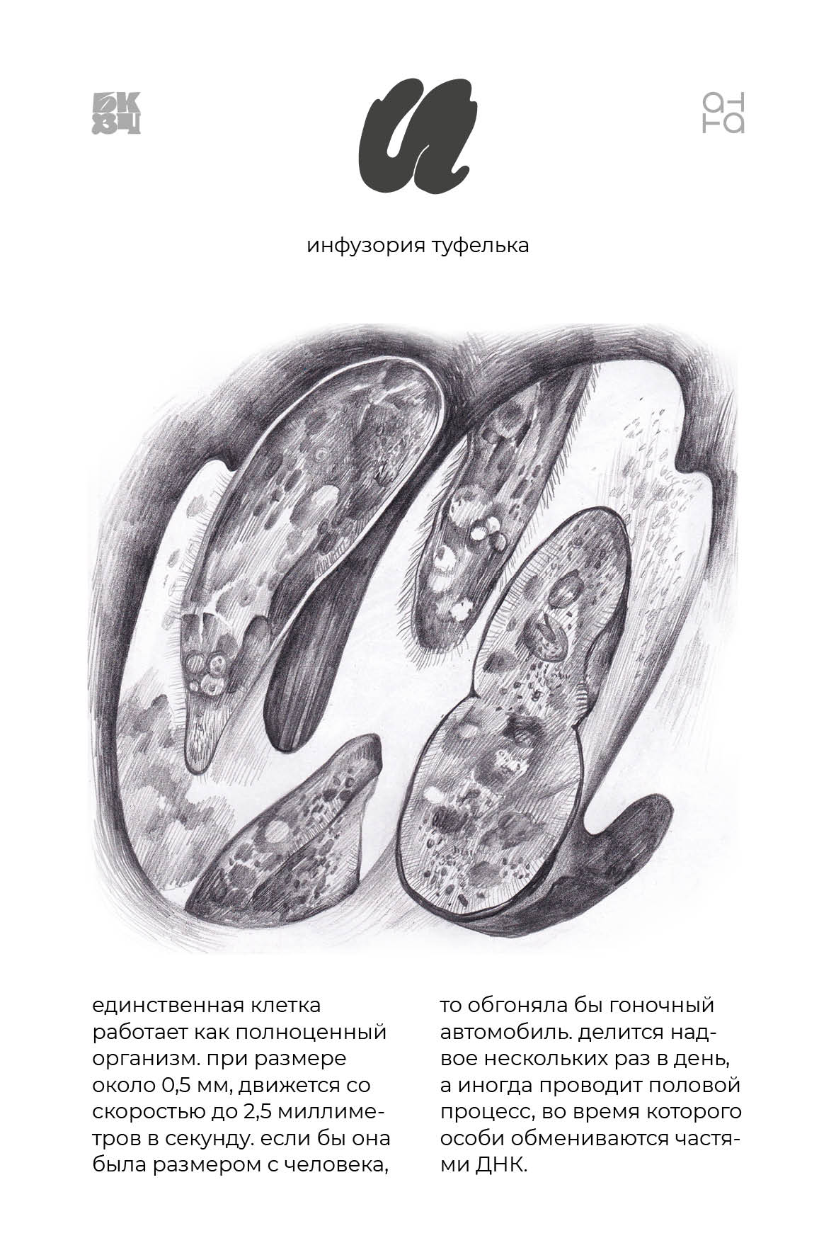 Царство Животные для БКВЧ — Изображение №42 — Иллюстрация, Графика на Dprofile