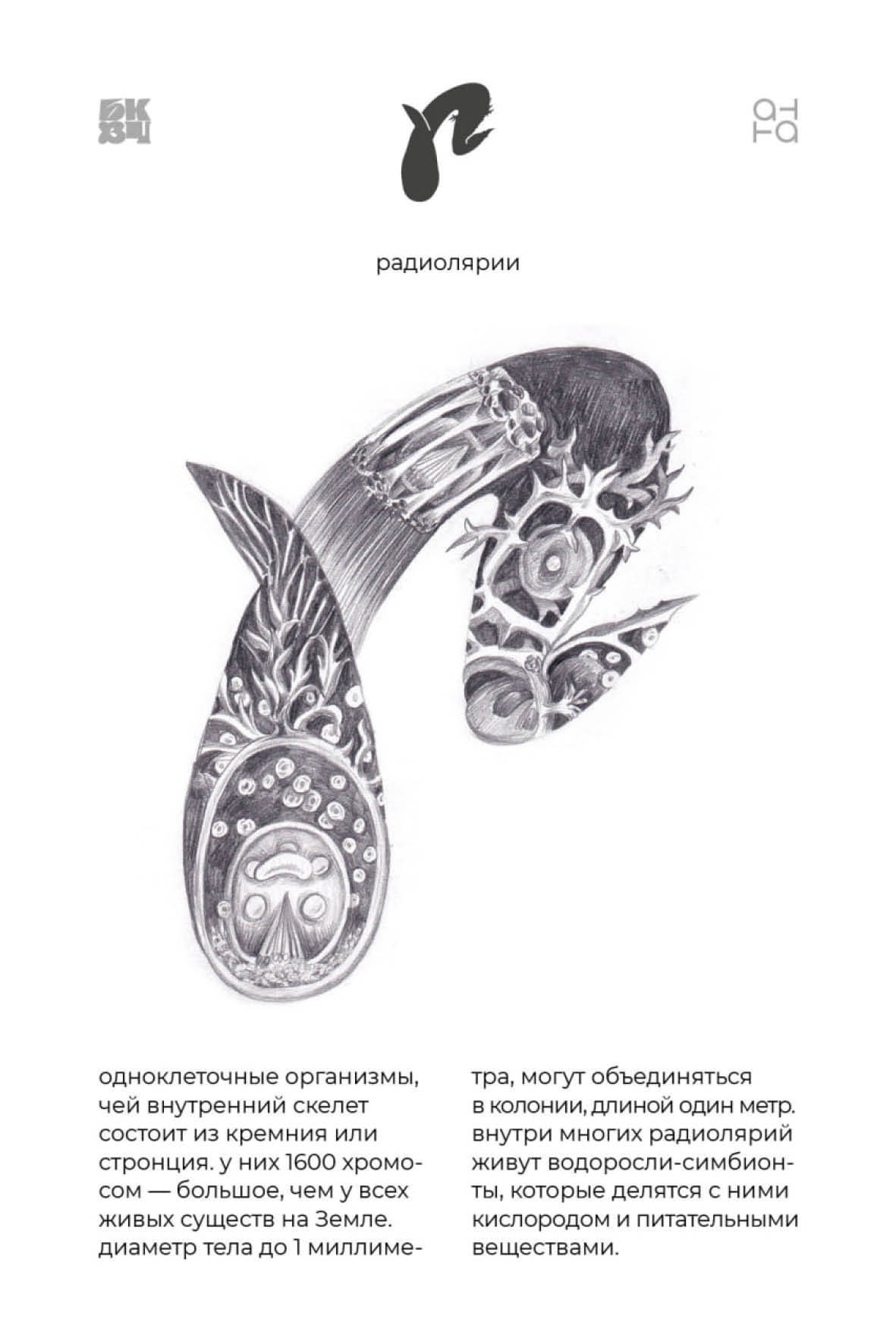 Царство Животные для БКВЧ — Изображение №36 — Иллюстрация, Графика на Dprofile