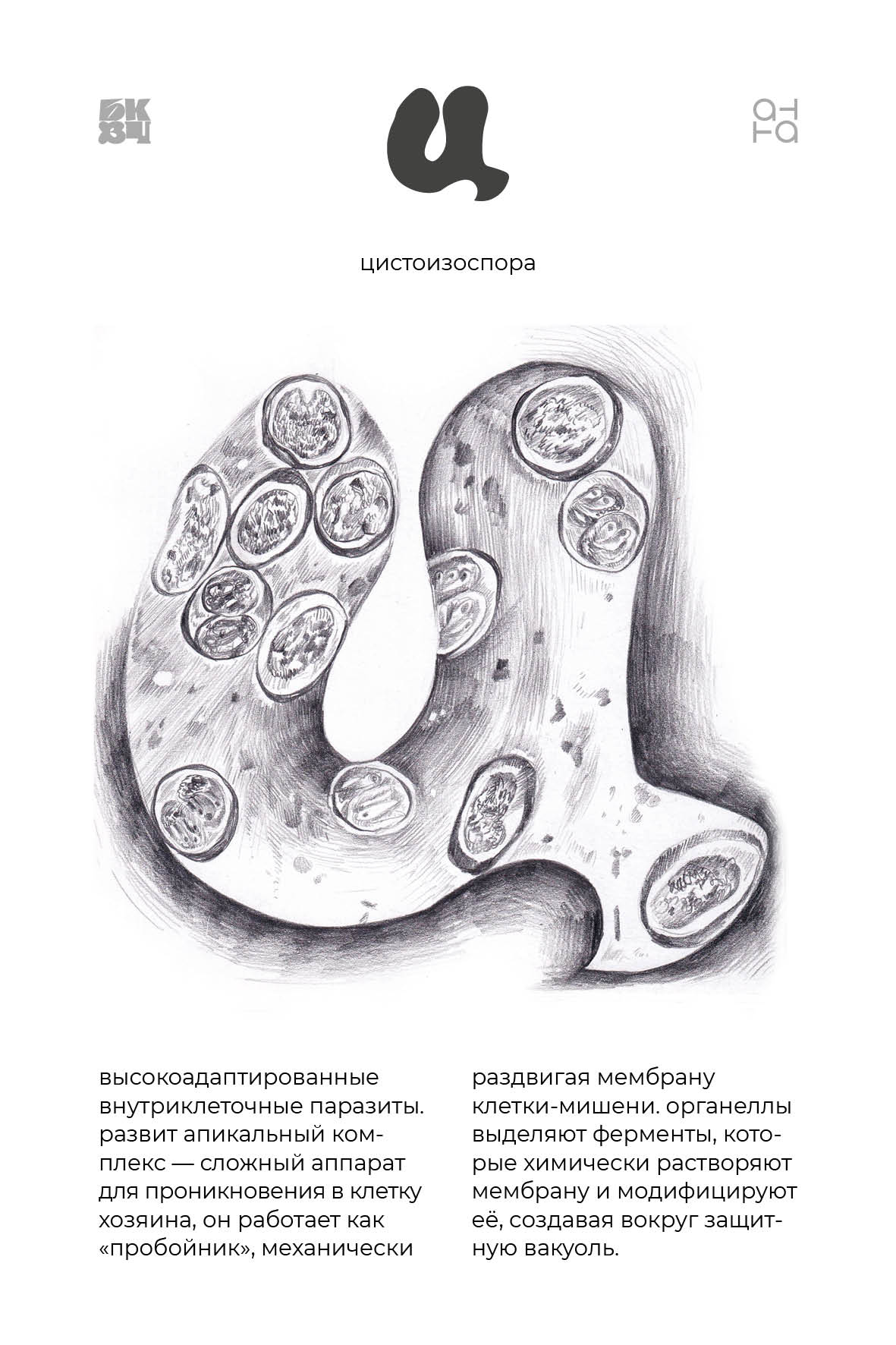 Царство Животные для БКВЧ — Изображение №44 — Иллюстрация, Графика на Dprofile