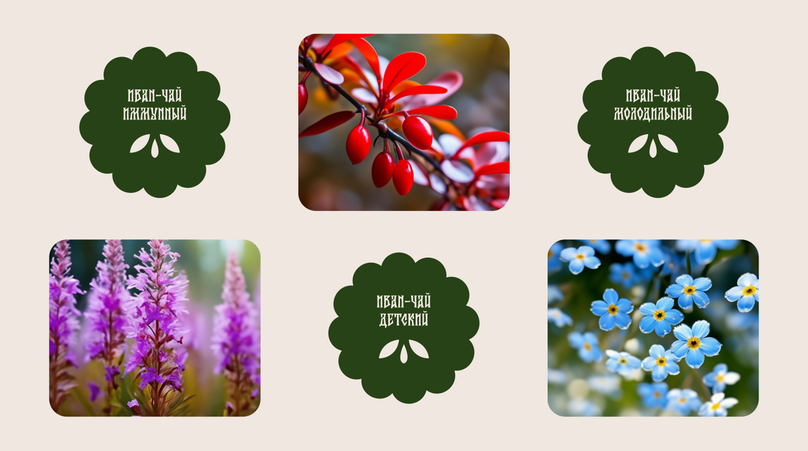 Разработка персонажей и дизайн упаковки иван-чая — Изображение №10 — Брендинг, Иллюстрация на Dprofile