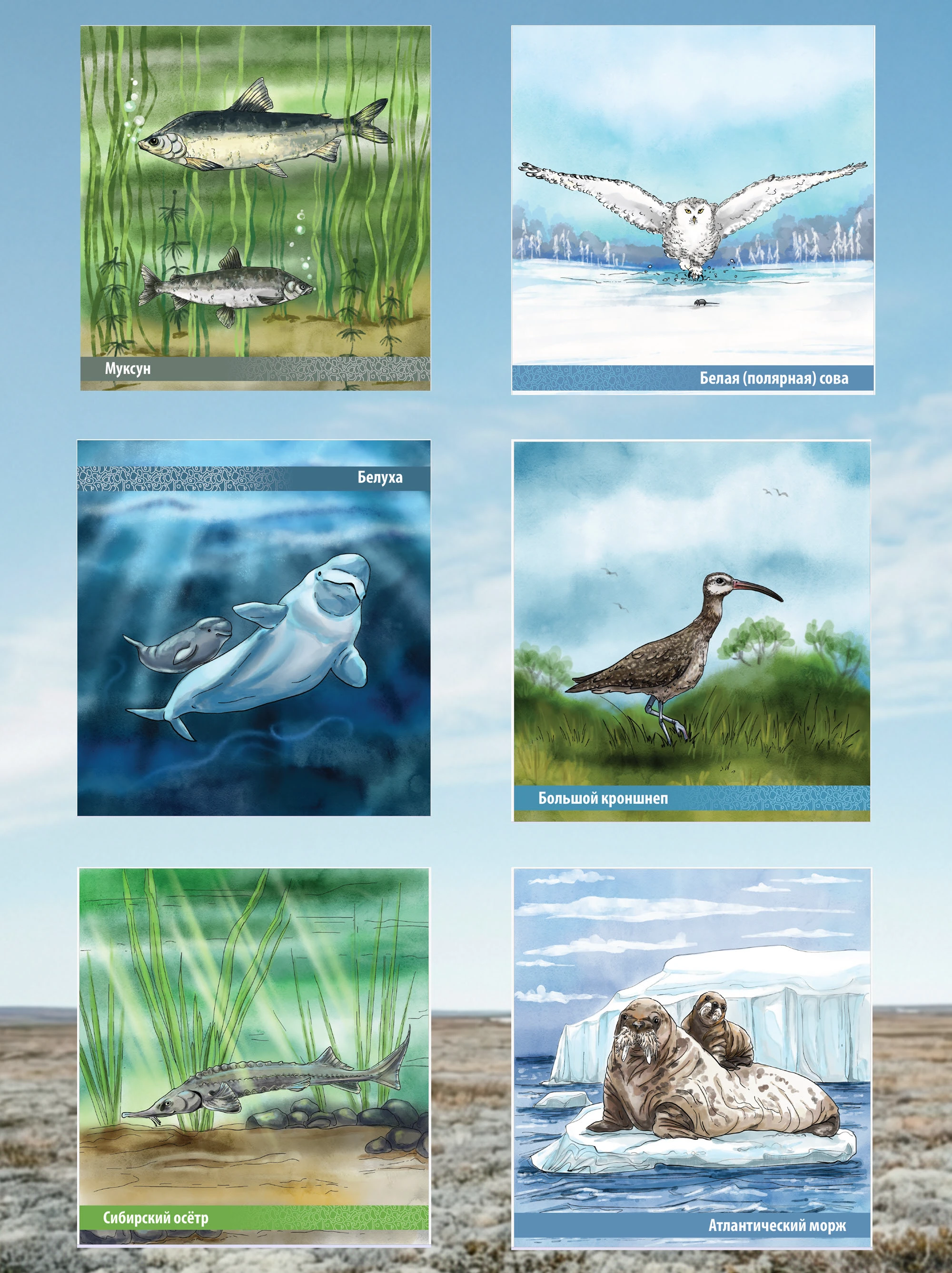 Буклет. Краснокнижные животные ЯНАО. Газпром. — Изображение №7 — Иллюстрация на Dprofile