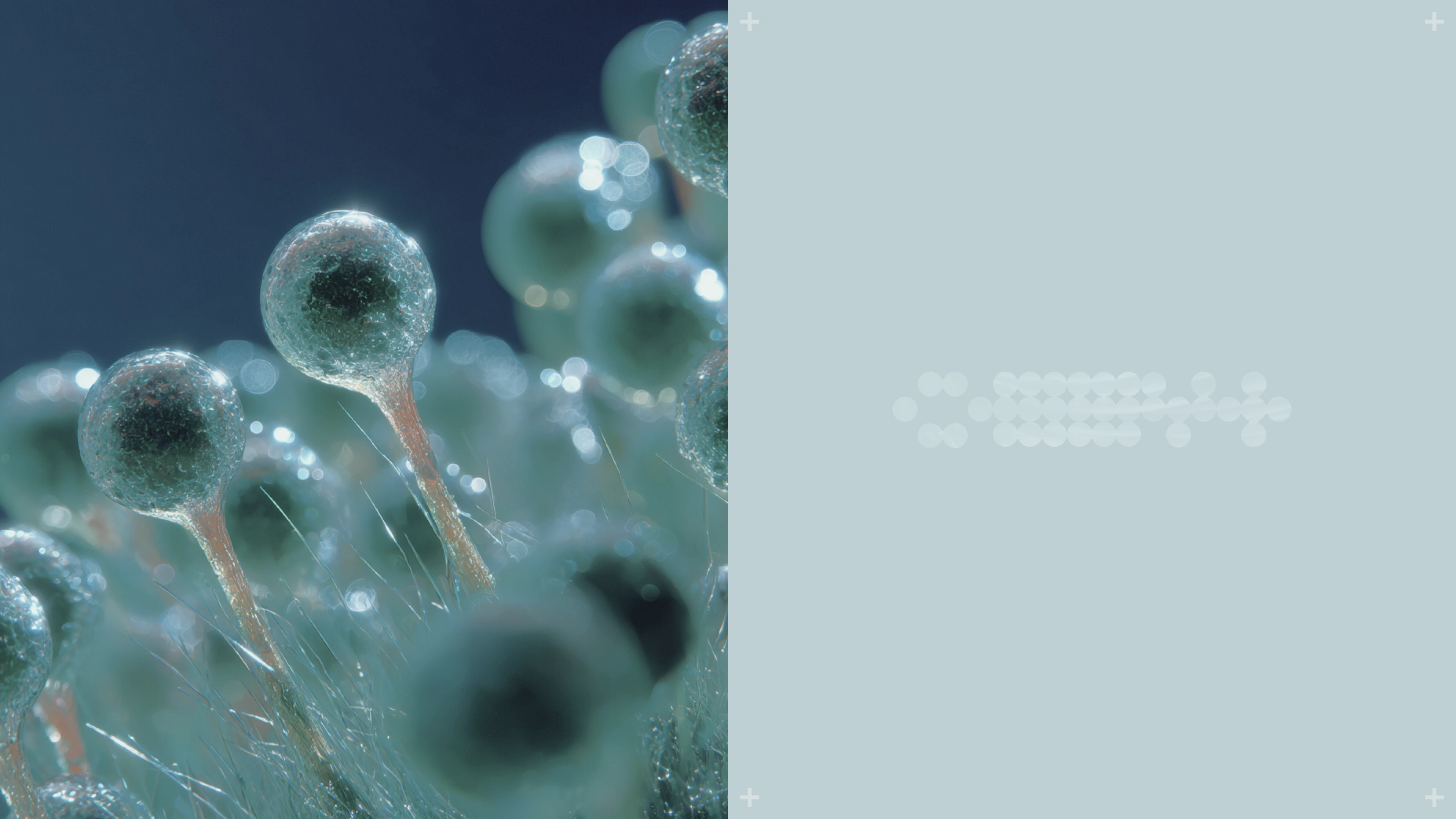 OSSY+ Brand Identity — Изображение №3 — Брендинг, Маркетинг на Dprofile