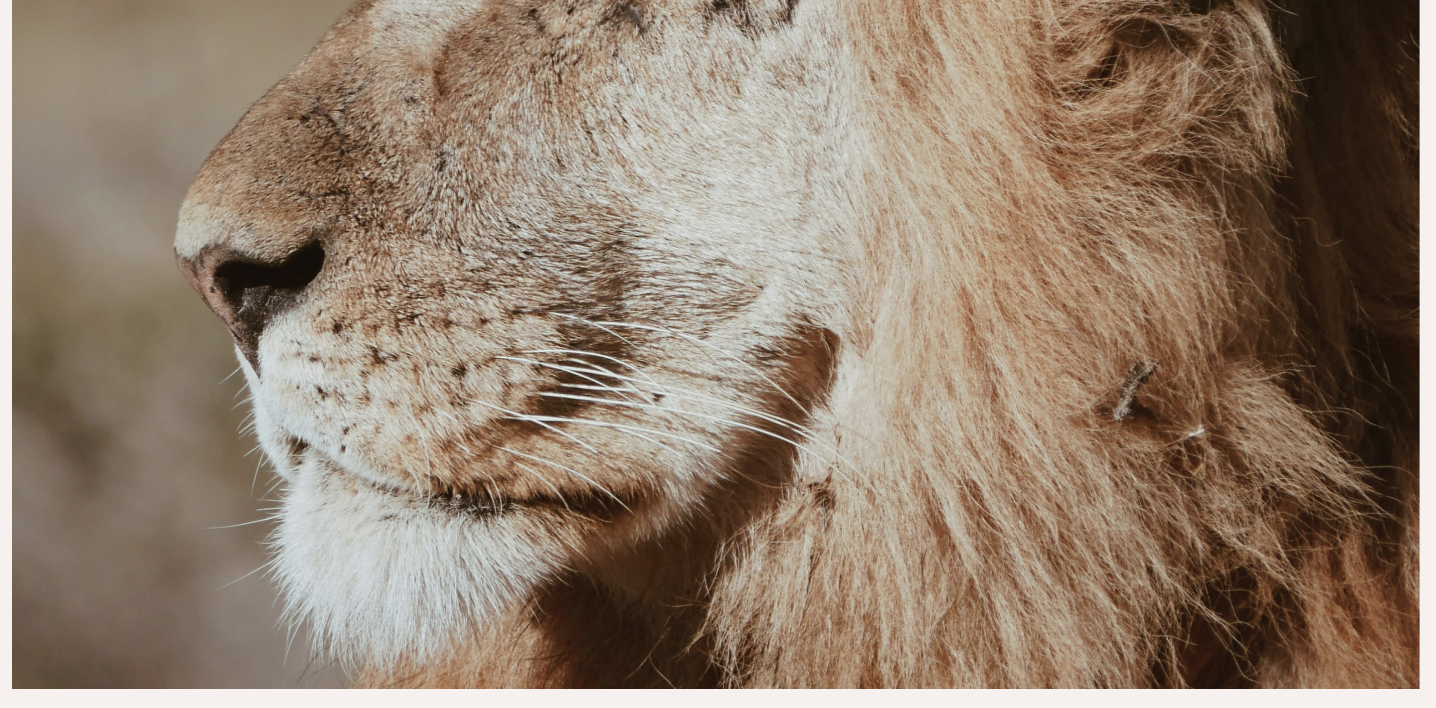 DASH2AFRICA | Website — Изображение №12 — Интерфейсы на Dprofile