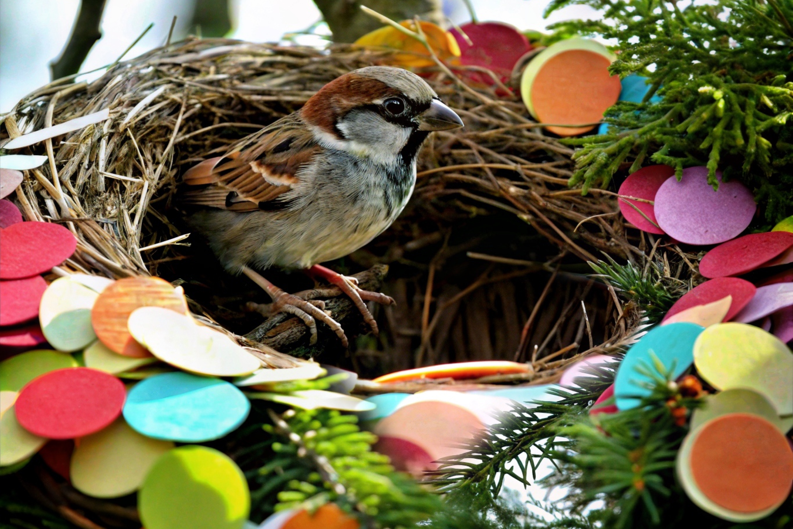 Орнитологический фестиваль — Изображение №11 — Брендинг на Dprofile