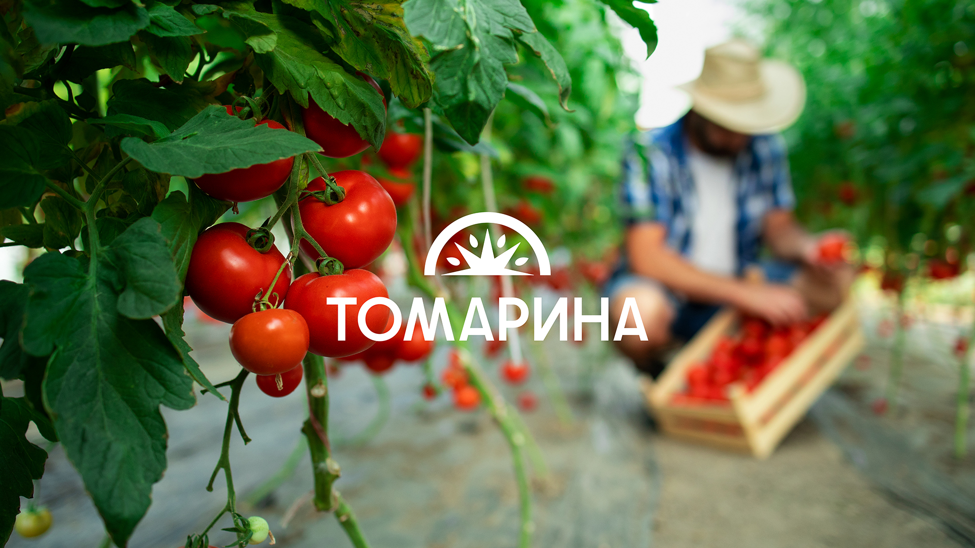 Томарина — Изображение №1 — Брендинг на Dprofile