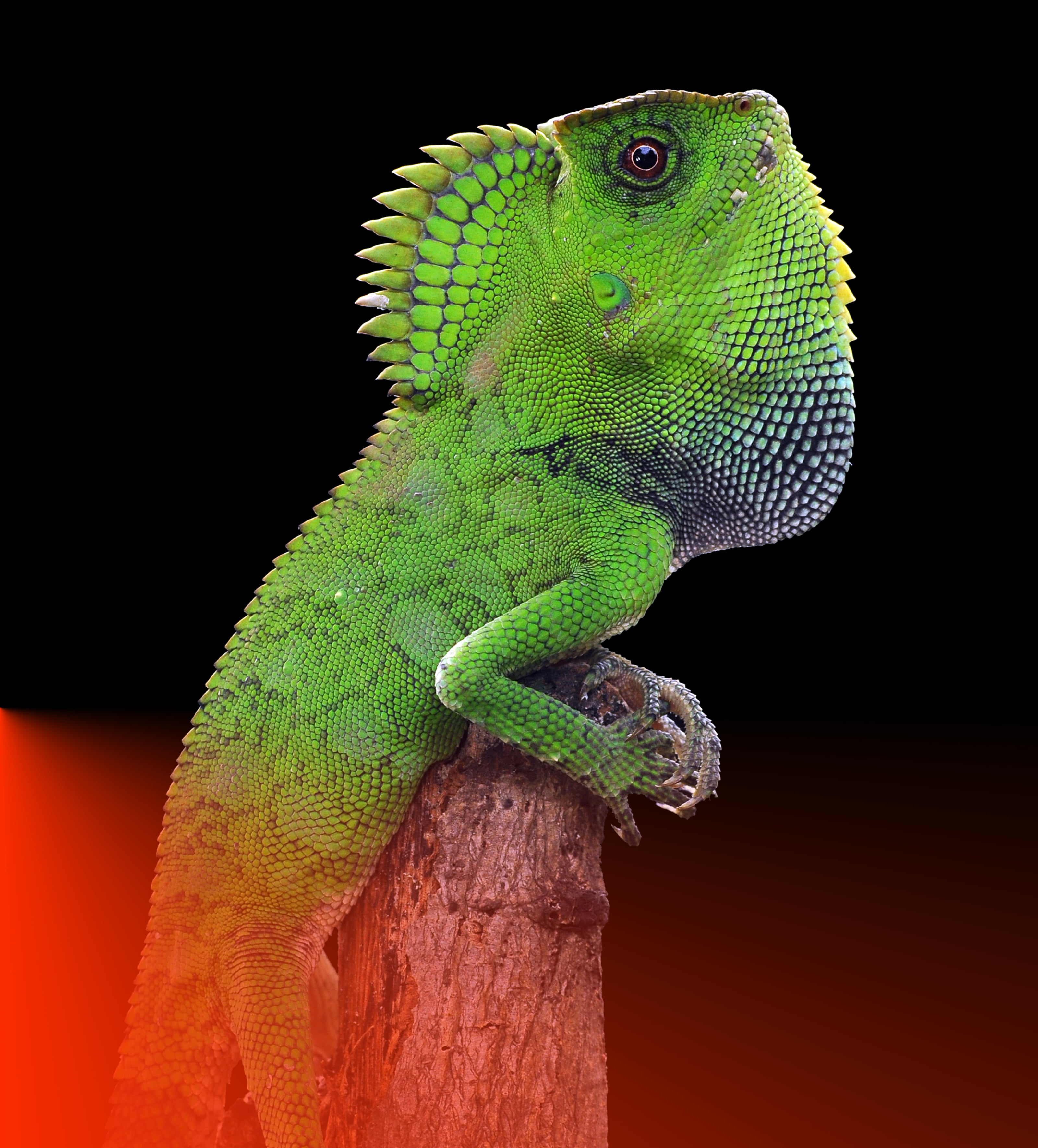 Апература — Remastered — Изображение №7 — Интерфейсы, Анимация на Dprofile