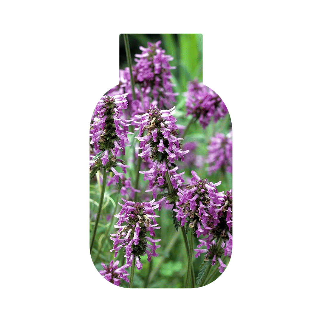 iBERRI — Изображение №11 — Брендинг на Dprofile