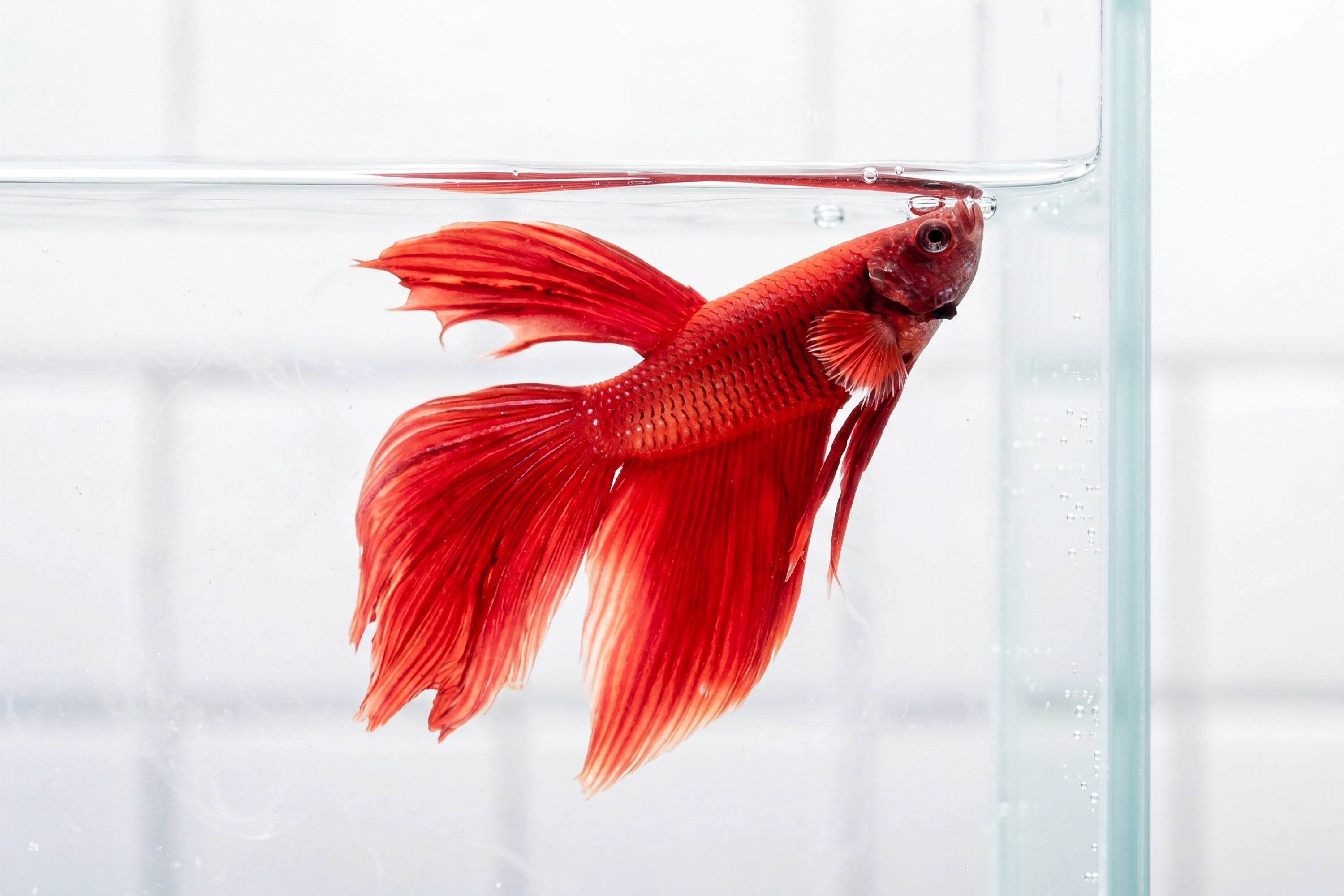 SUSHI DO. Ребрендинг — Изображение №30 — Брендинг на Dprofile