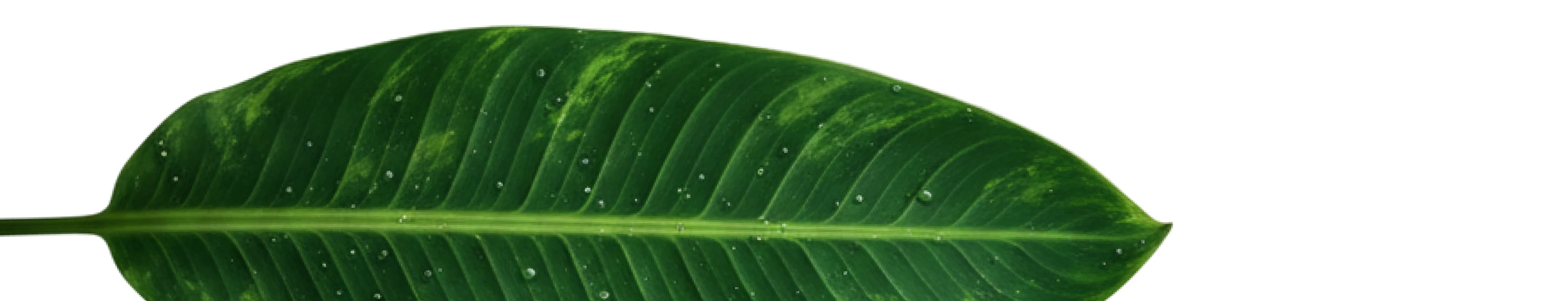 SEYA| концепт эко бренда — Изображение №9 — Брендинг на Dprofile