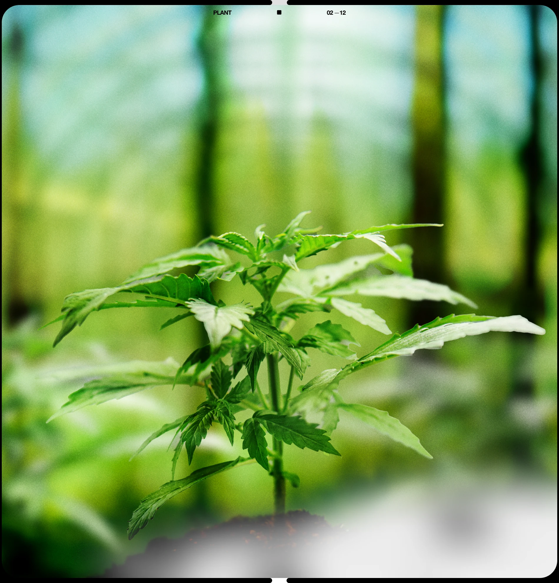 GrowTech Solutions — Изображение №2 — Интерфейсы, Брендинг на Dprofile