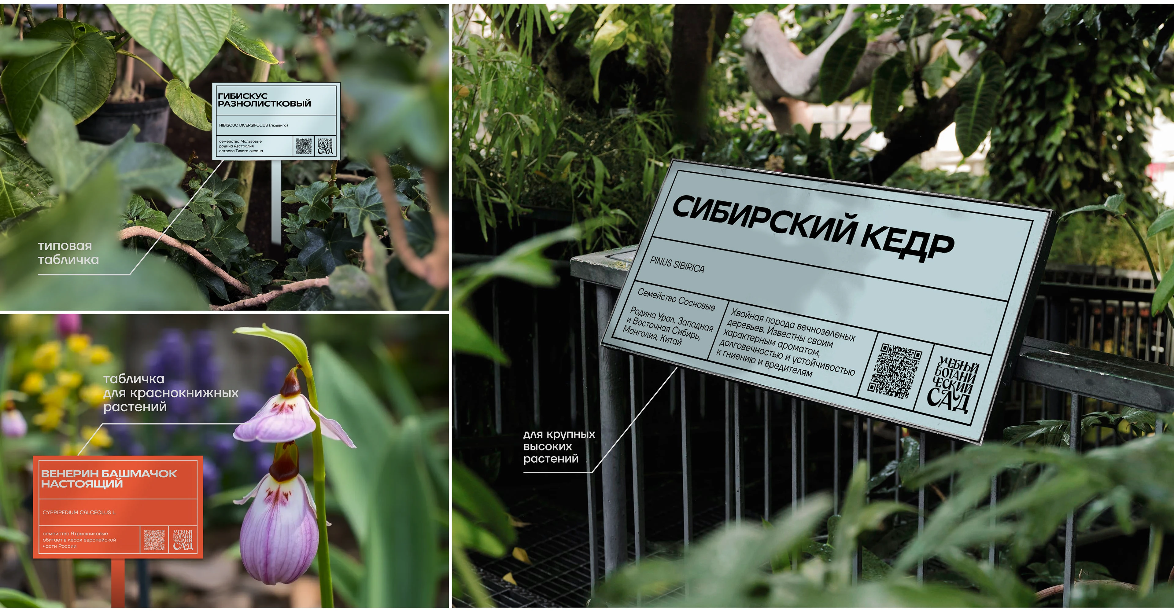 Фирменный стиль (ребрендинг) ботанического сада — Изображение №14 — Брендинг, Иллюстрация на Dprofile