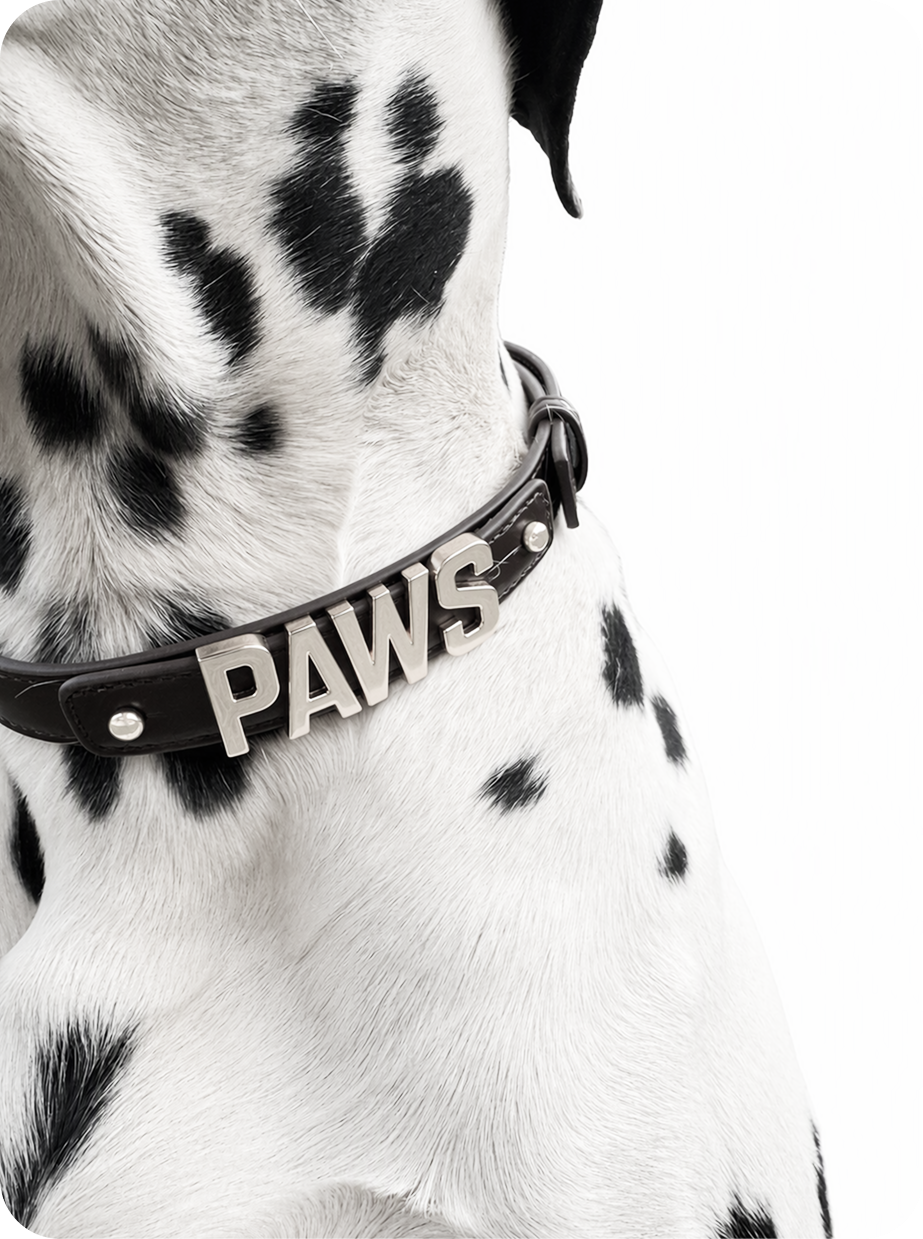 PAWS — Изображение №10 — Брендинг на Dprofile