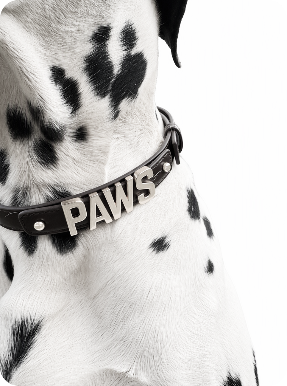 PAWS — Изображение №9 — Брендинг на Dprofile