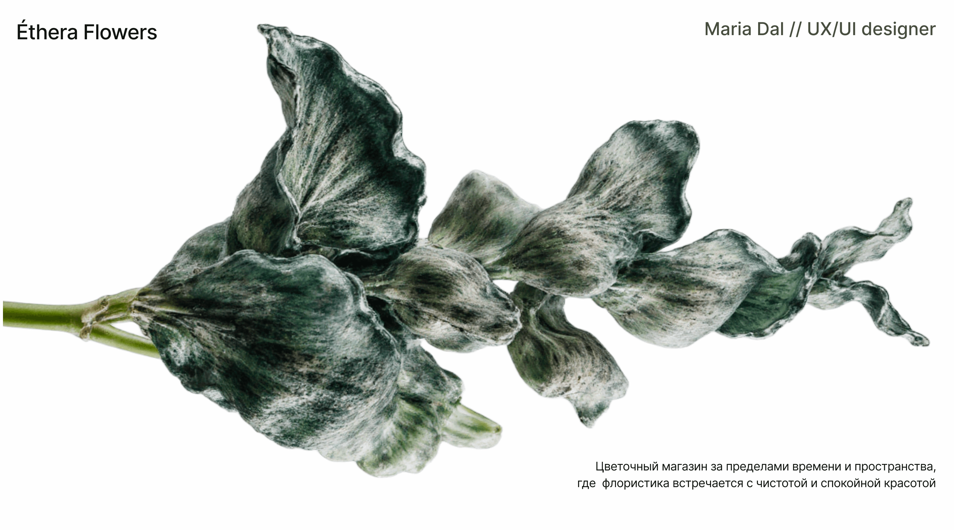 Éthera Flowers | брендинг, графика — Изображение №1 — Брендинг, Графика на Dprofile