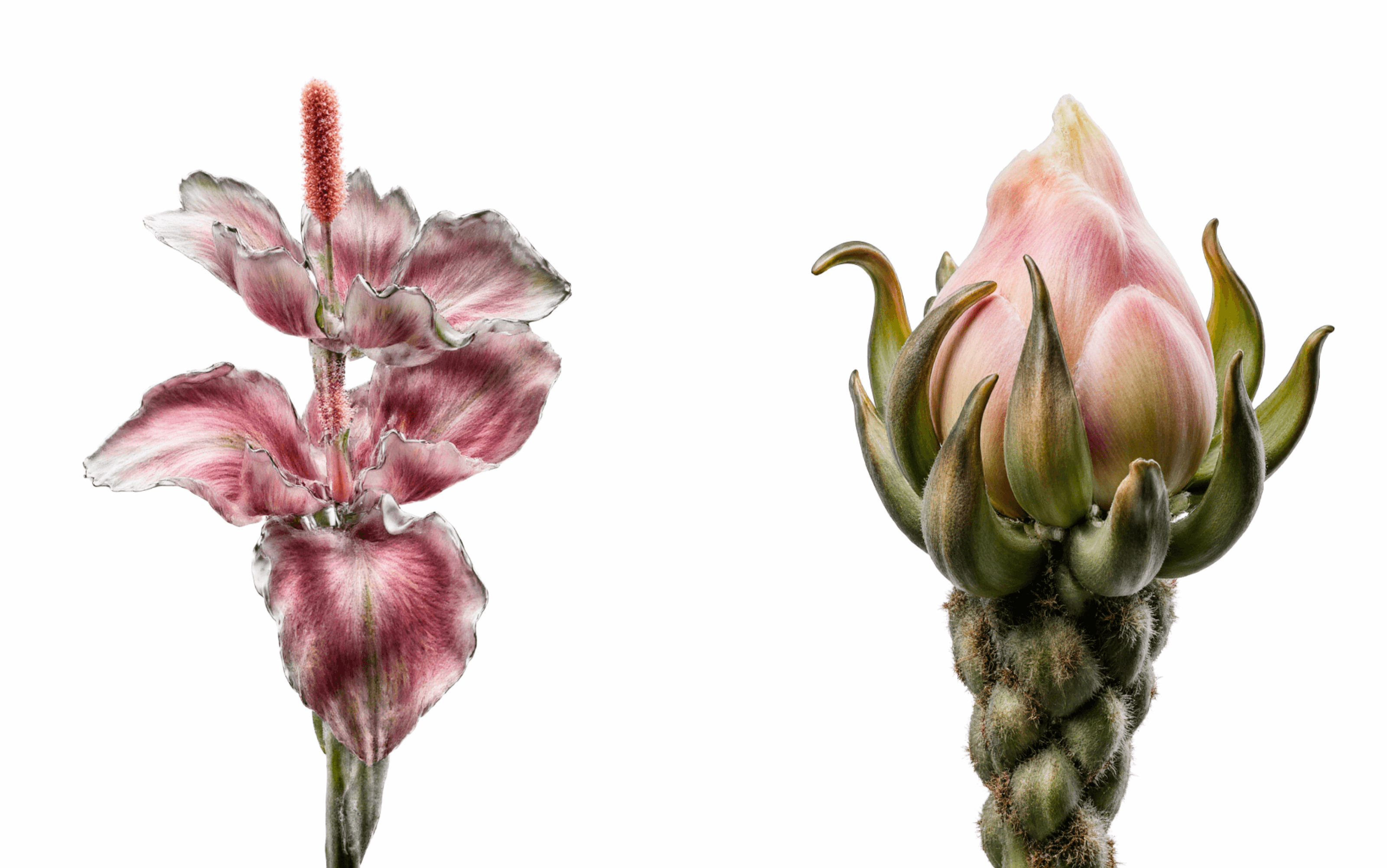 Éthera Flowers | брендинг, графика — Изображение №4 — Брендинг, Графика на Dprofile