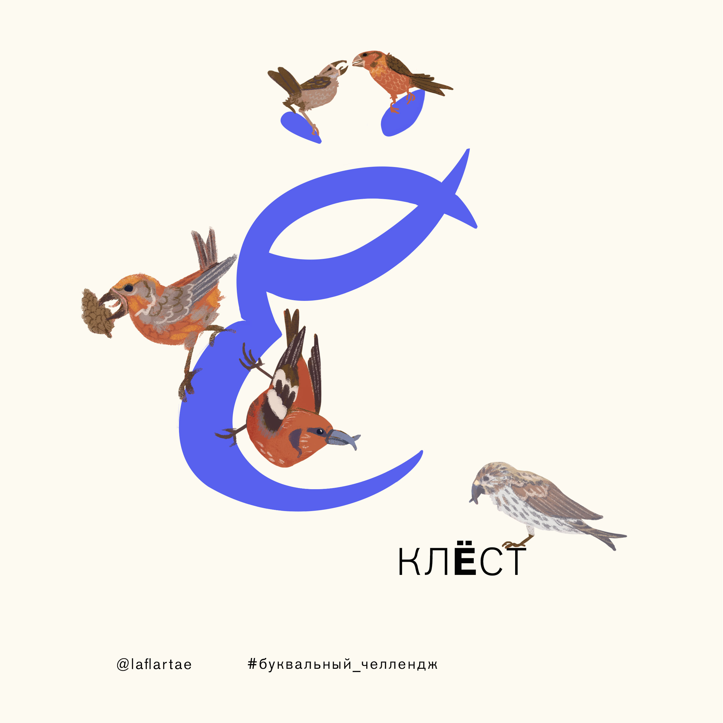 «Азбука орнитолога»_иллюстрированный алфавит | бквч — Изображение №9 — Иллюстрация, Графика на Dprofile