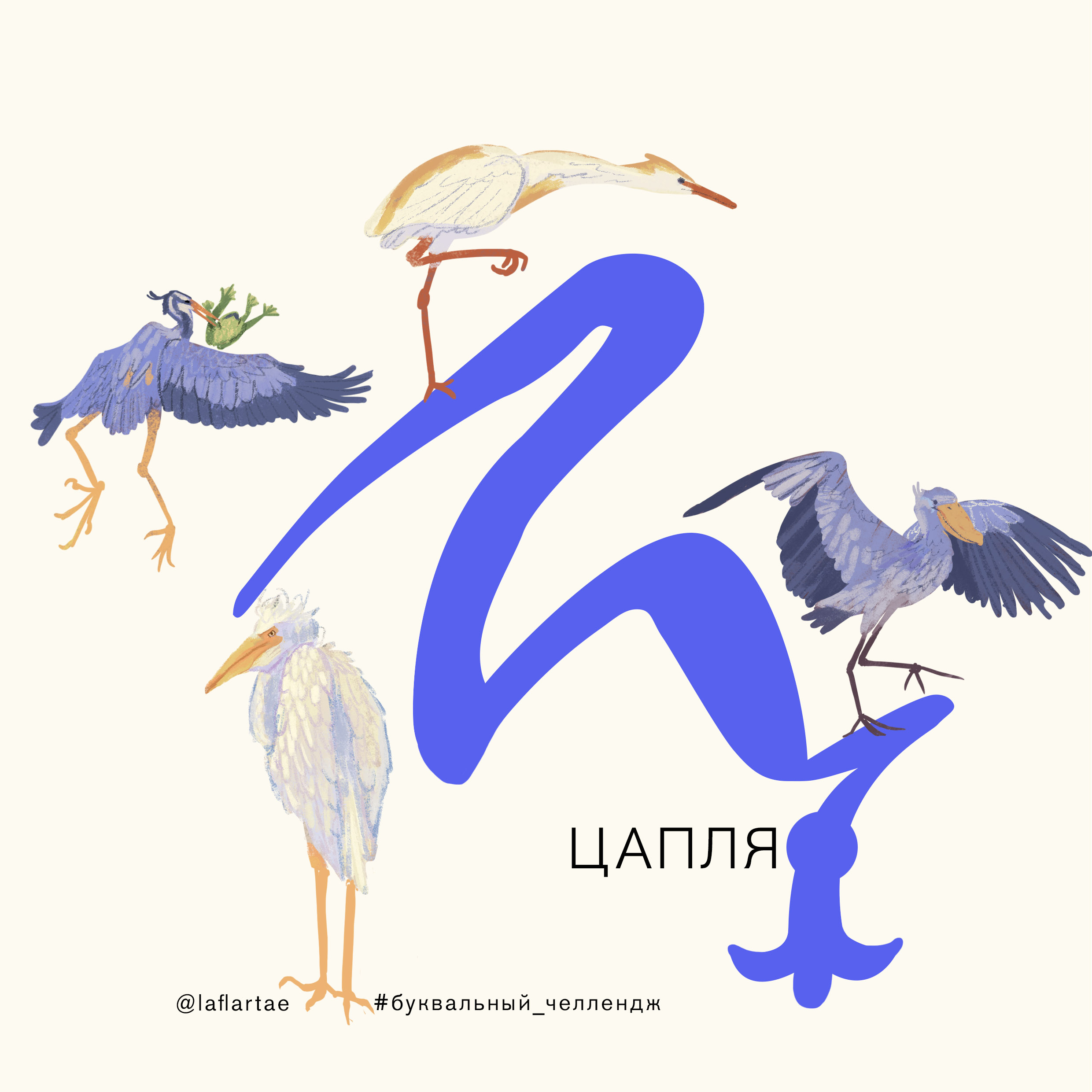 «Азбука орнитолога»_иллюстрированный алфавит | бквч — Изображение №26 — Иллюстрация, Графика на Dprofile