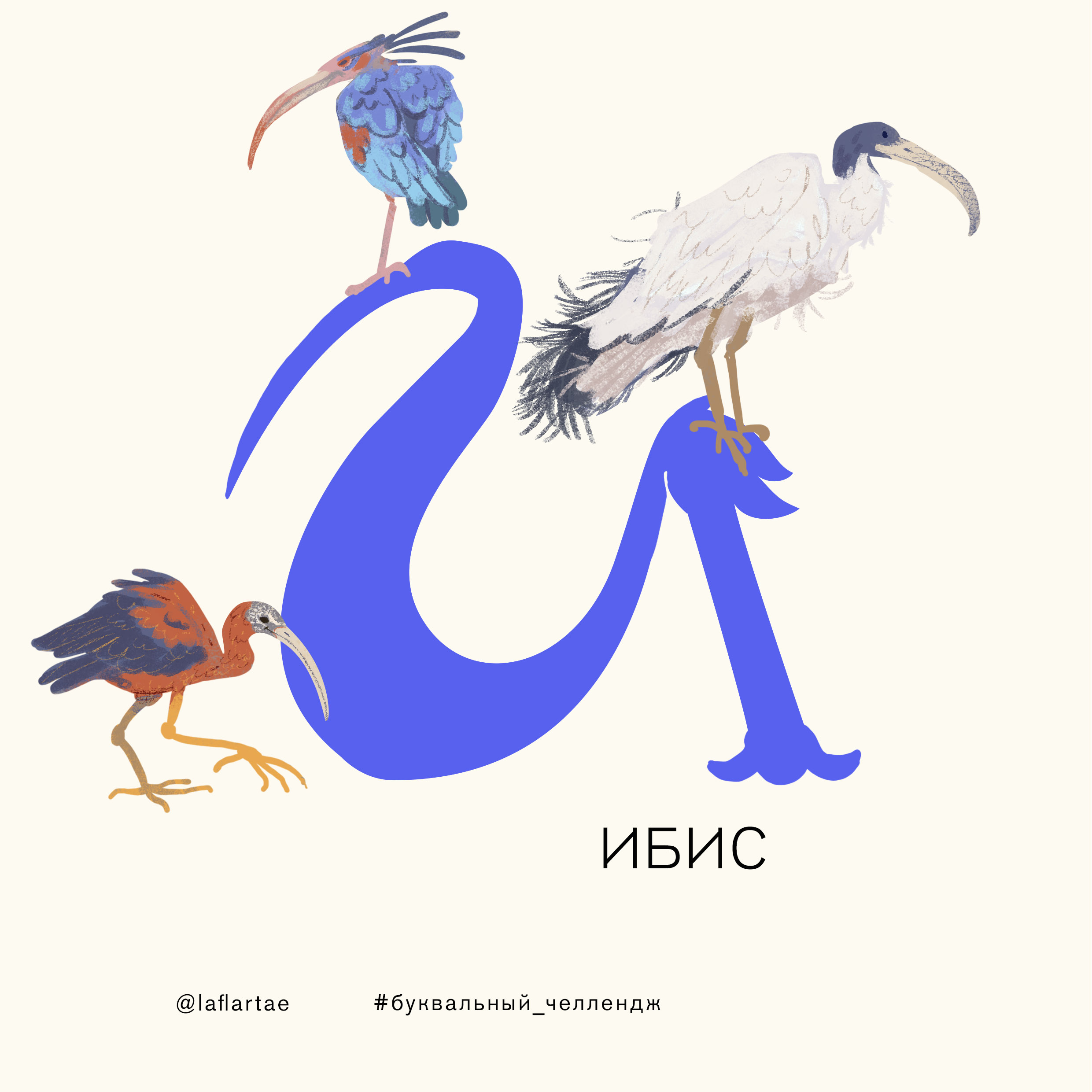 «Азбука орнитолога»_иллюстрированный алфавит | бквч — Изображение №12 — Иллюстрация, Графика на Dprofile