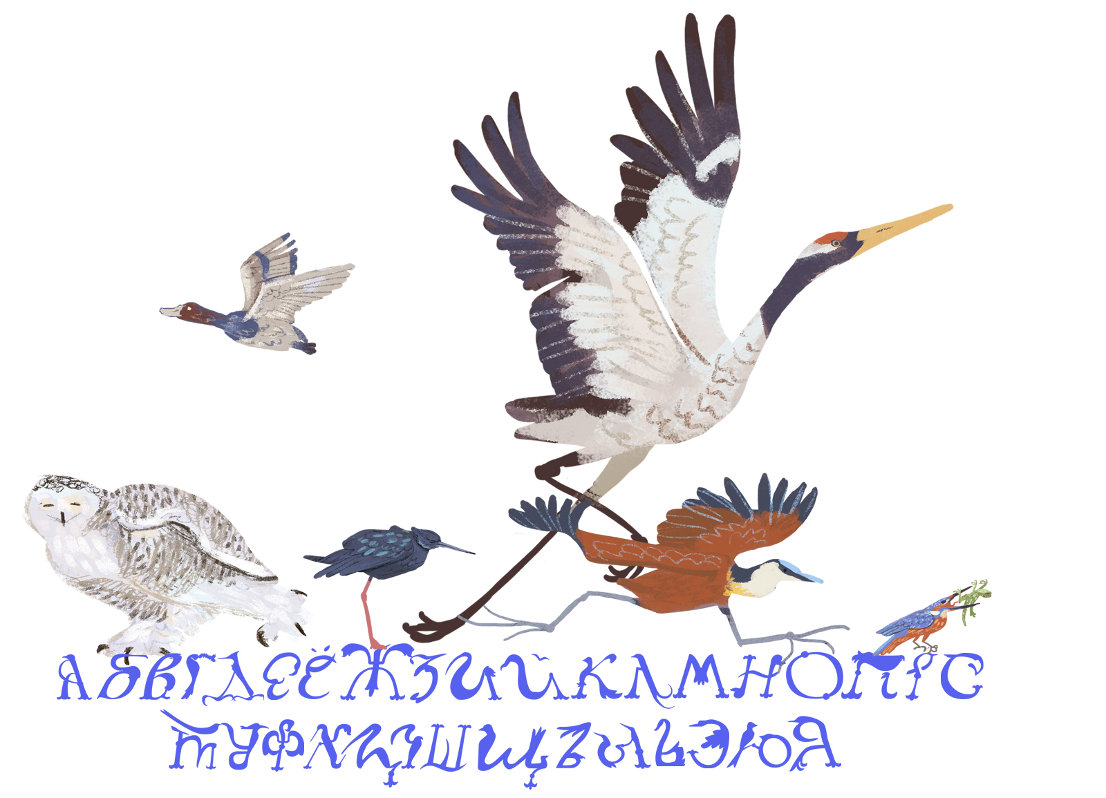 «Азбука орнитолога»_иллюстрированный алфавит | бквч — Изображение №37 — Иллюстрация, Графика на Dprofile