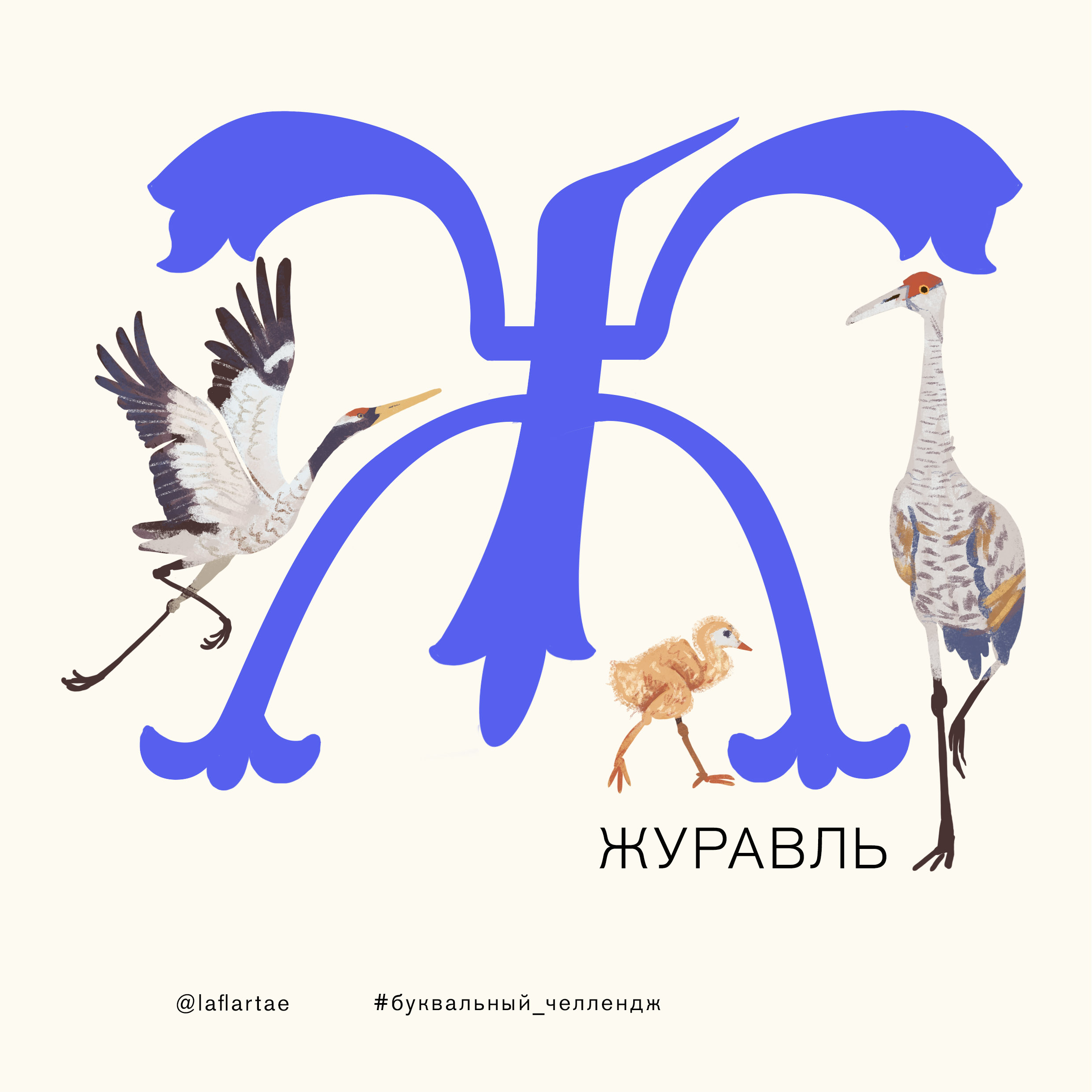 «Азбука орнитолога»_иллюстрированный алфавит | бквч — Изображение №10 — Иллюстрация, Графика на Dprofile