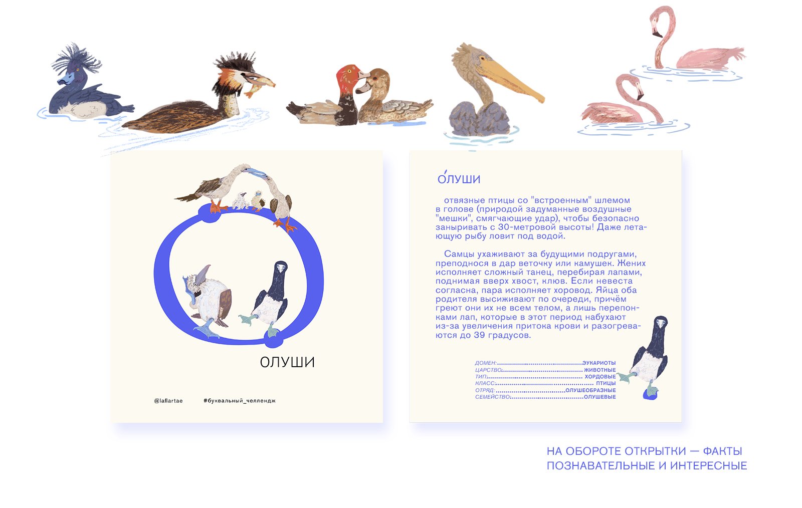 «Азбука орнитолога»_иллюстрированный алфавит | бквч — Изображение №36 — Иллюстрация, Графика на Dprofile