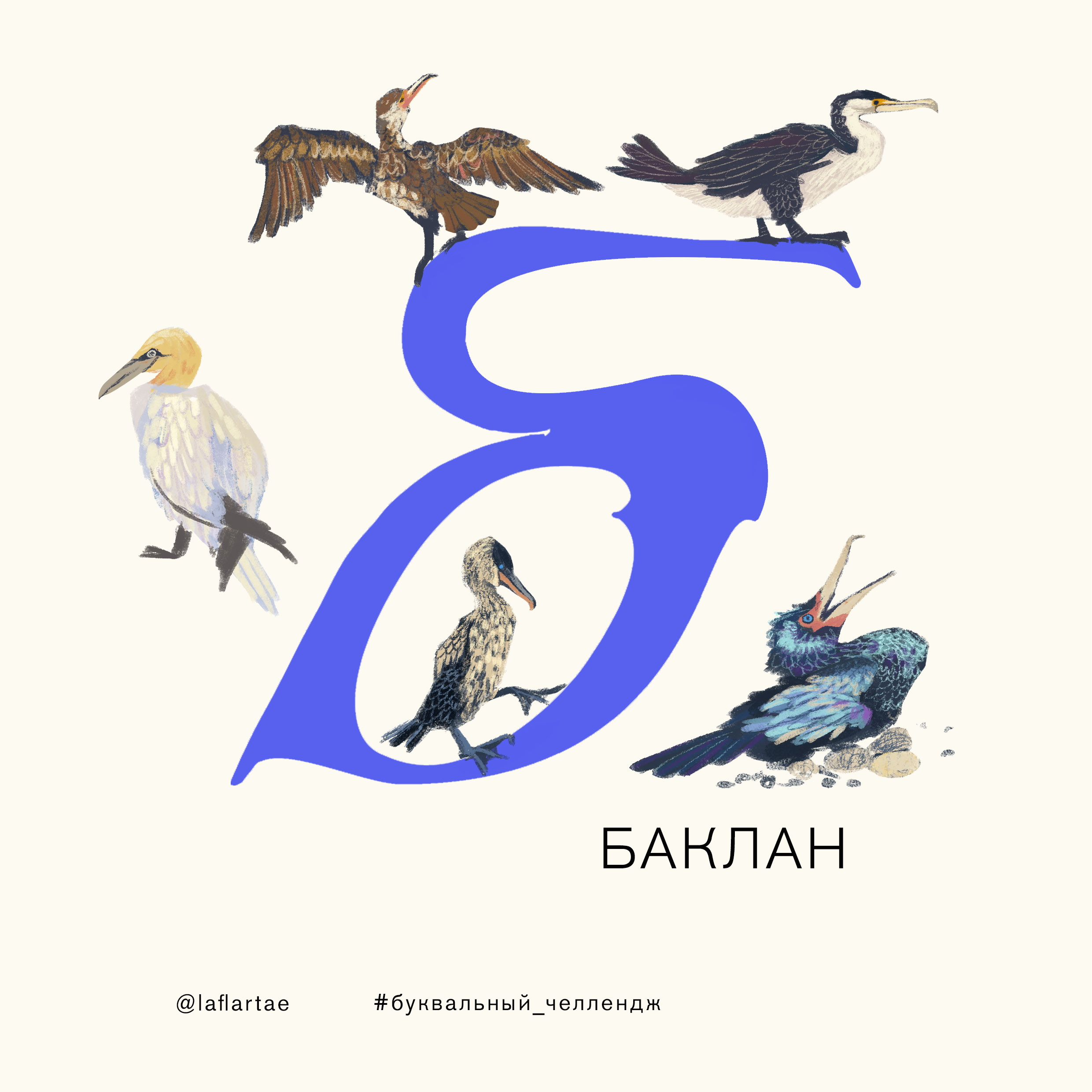 «Азбука орнитолога»_иллюстрированный алфавит | бквч — Изображение №4 — Иллюстрация, Графика на Dprofile