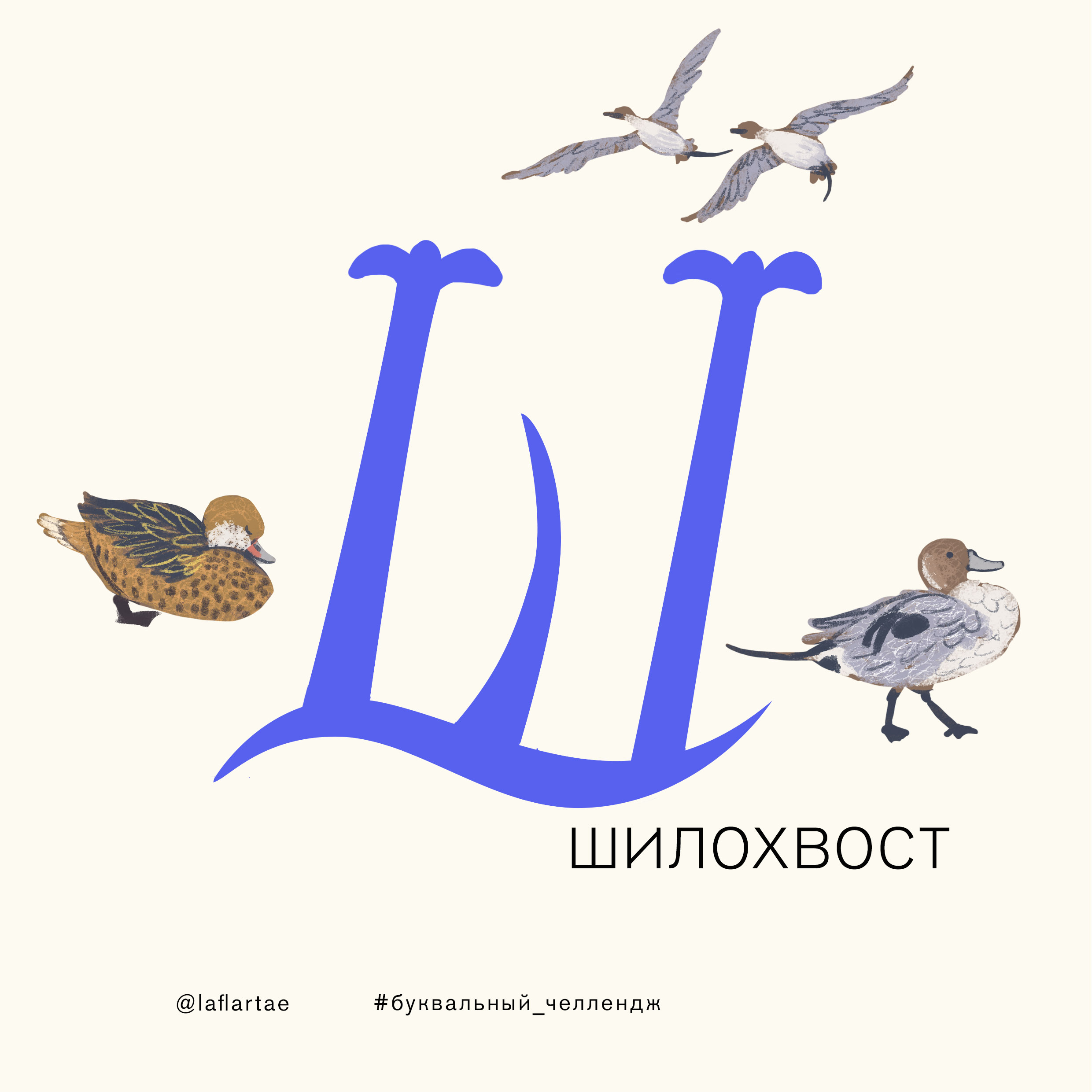 «Азбука орнитолога»_иллюстрированный алфавит | бквч — Изображение №28 — Иллюстрация, Графика на Dprofile