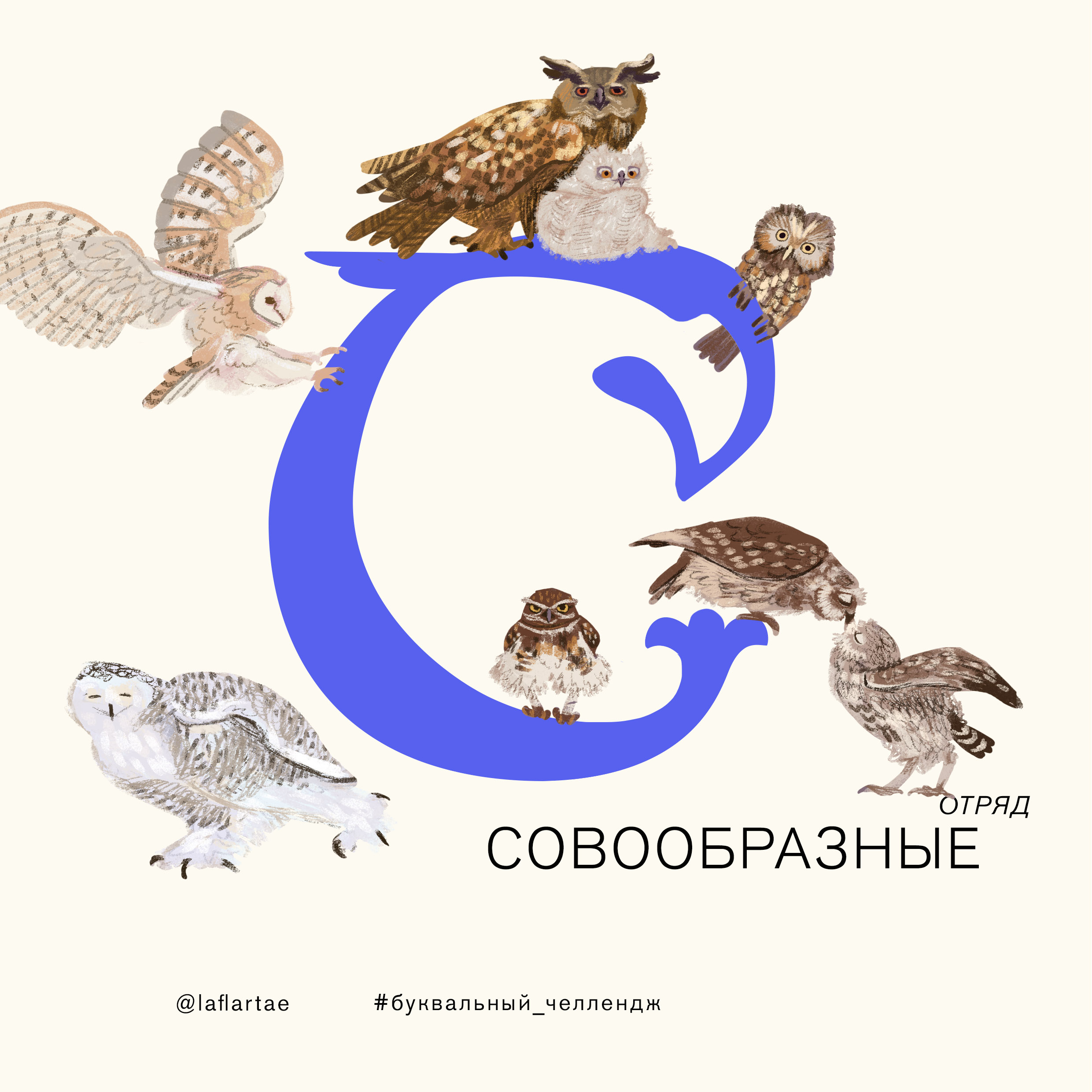 «Азбука орнитолога»_иллюстрированный алфавит | бквч — Изображение №21 — Иллюстрация, Графика на Dprofile