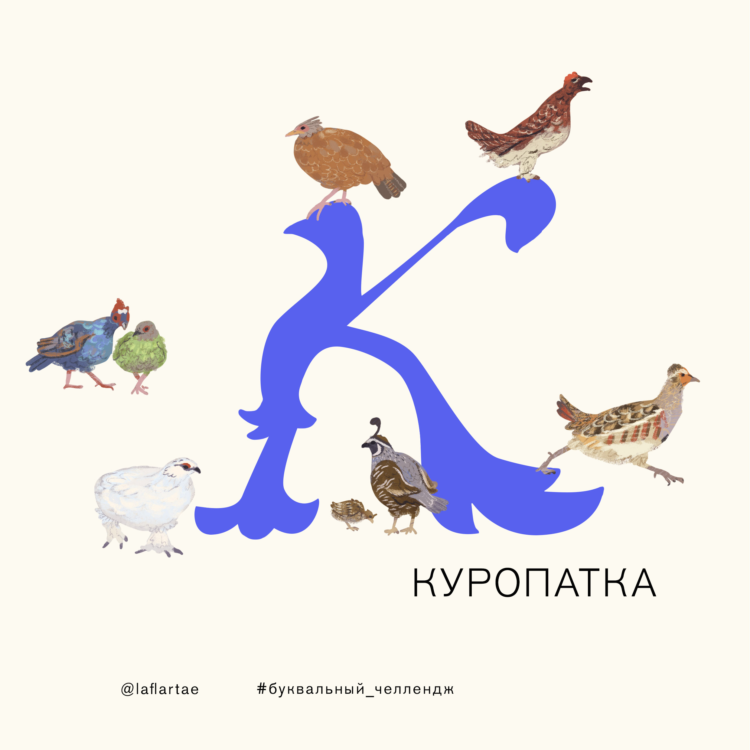 «Азбука орнитолога»_иллюстрированный алфавит | бквч — Изображение №14 — Иллюстрация, Графика на Dprofile