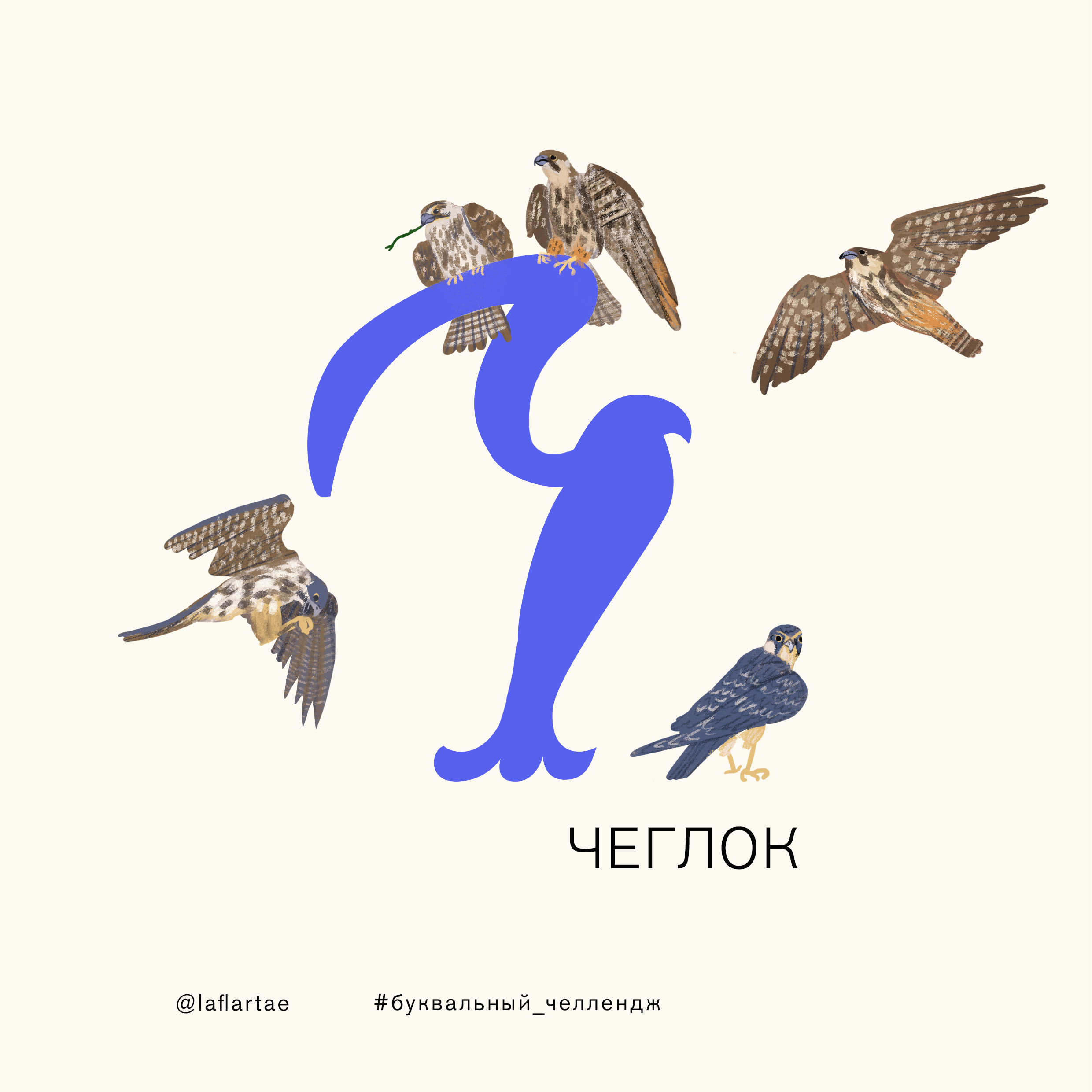 «Азбука орнитолога»_иллюстрированный алфавит | бквч — Изображение №27 — Иллюстрация, Графика на Dprofile