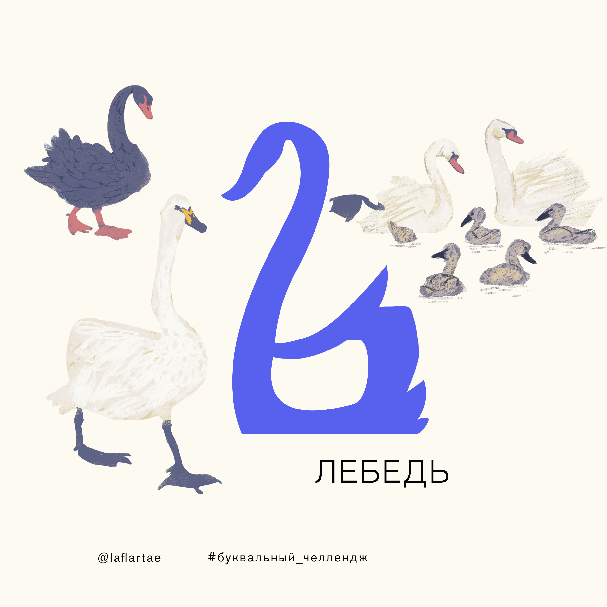 «Азбука орнитолога»_иллюстрированный алфавит | бквч — Изображение №32 — Иллюстрация, Графика на Dprofile