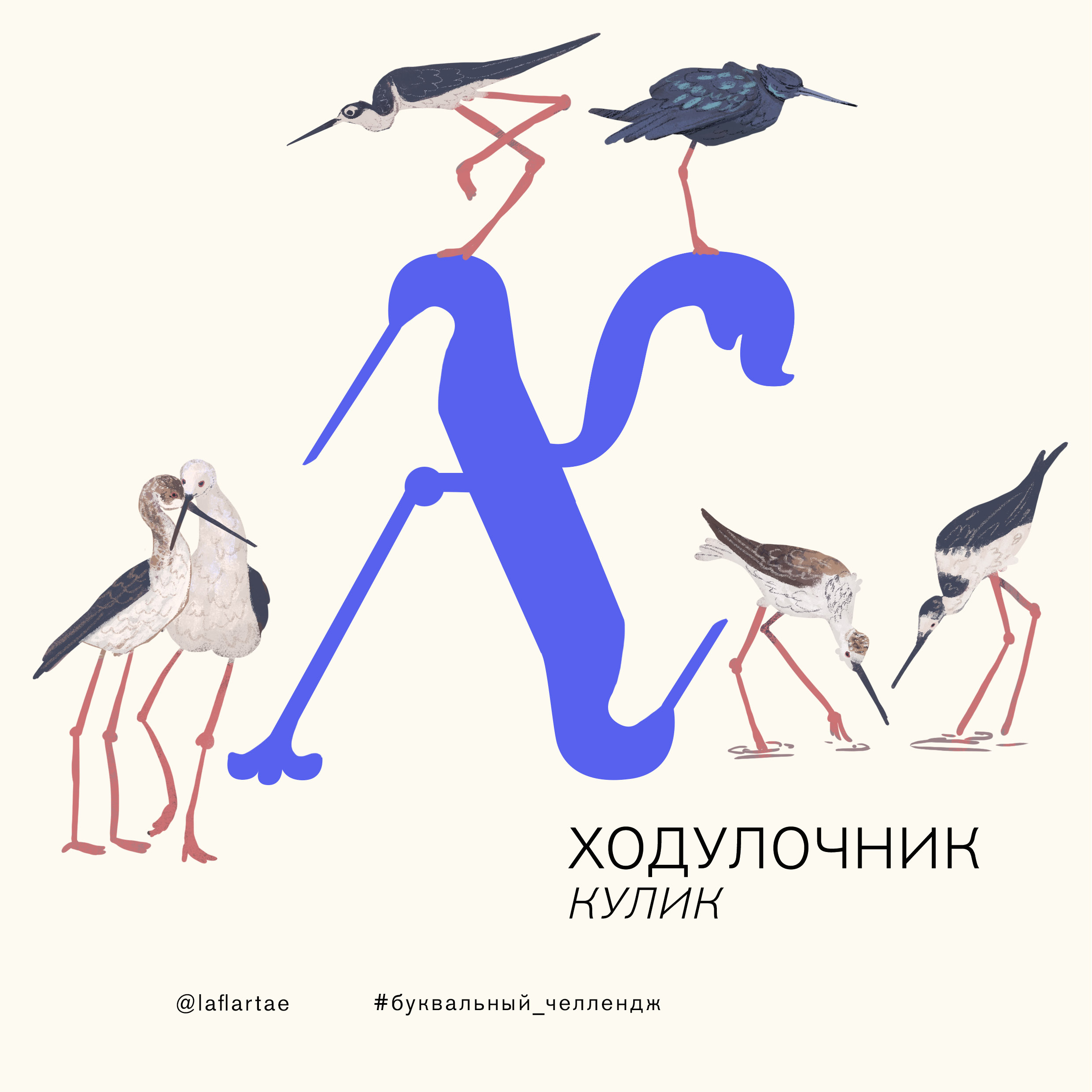 «Азбука орнитолога»_иллюстрированный алфавит | бквч — Изображение №25 — Иллюстрация, Графика на Dprofile