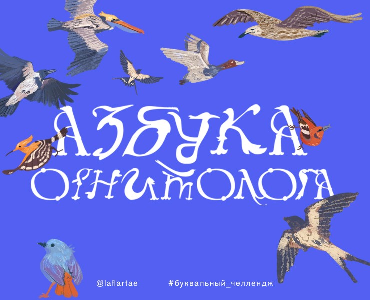 «Азбука орнитолога»_иллюстрированный алфавит | бквч на Dprofile