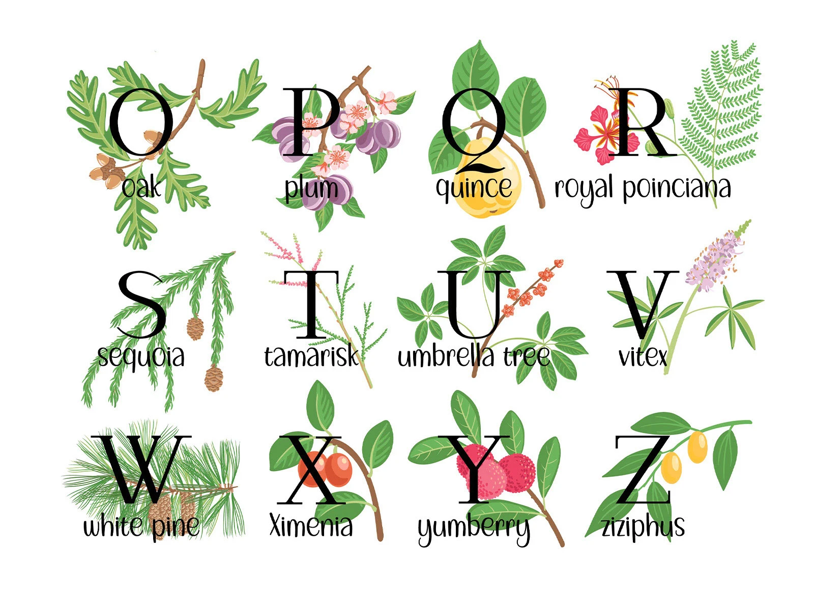 Природные алфавиты. Векторная иллюстрация. — Изображение №6 — Иллюстрация, Графика на Dprofile