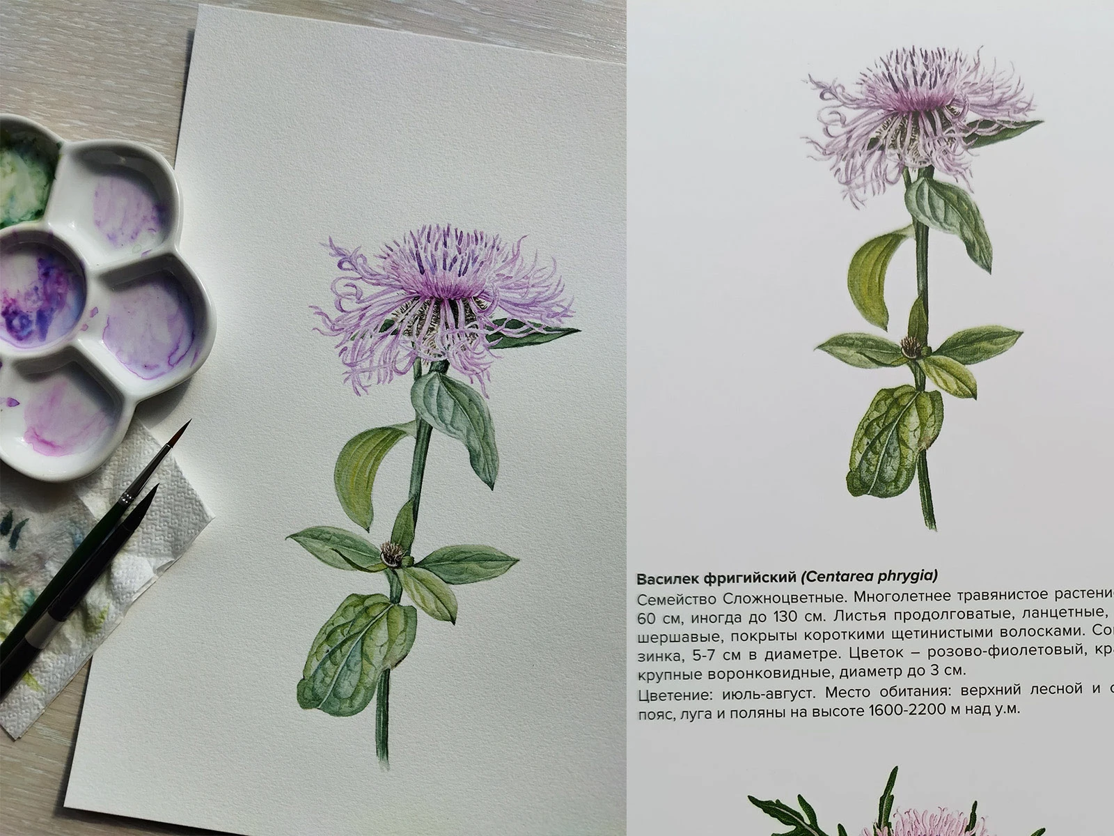 Изображения для атласа "Растения горного Причерноморья" — Изображение №4 — Иллюстрация, Графика на Dprofile