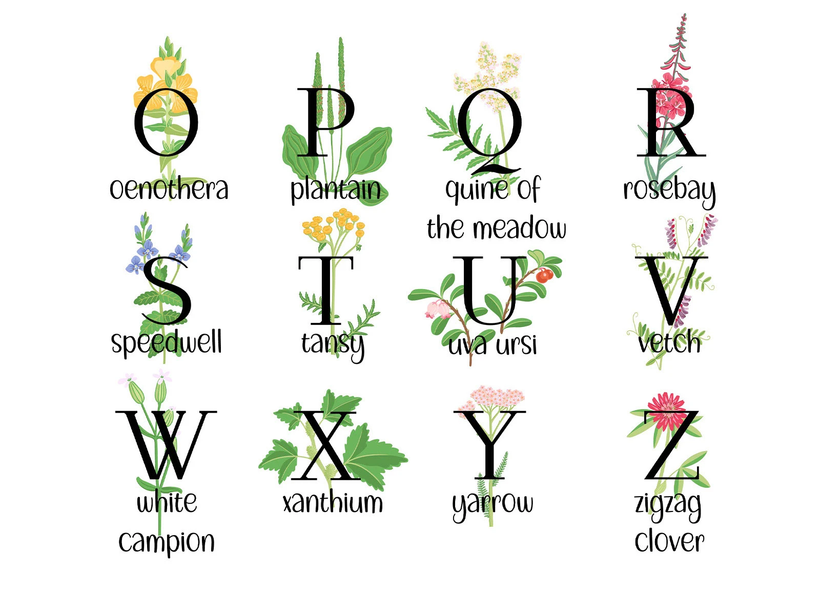 Природные алфавиты. Векторная иллюстрация. — Изображение №4 — Иллюстрация, Графика на Dprofile