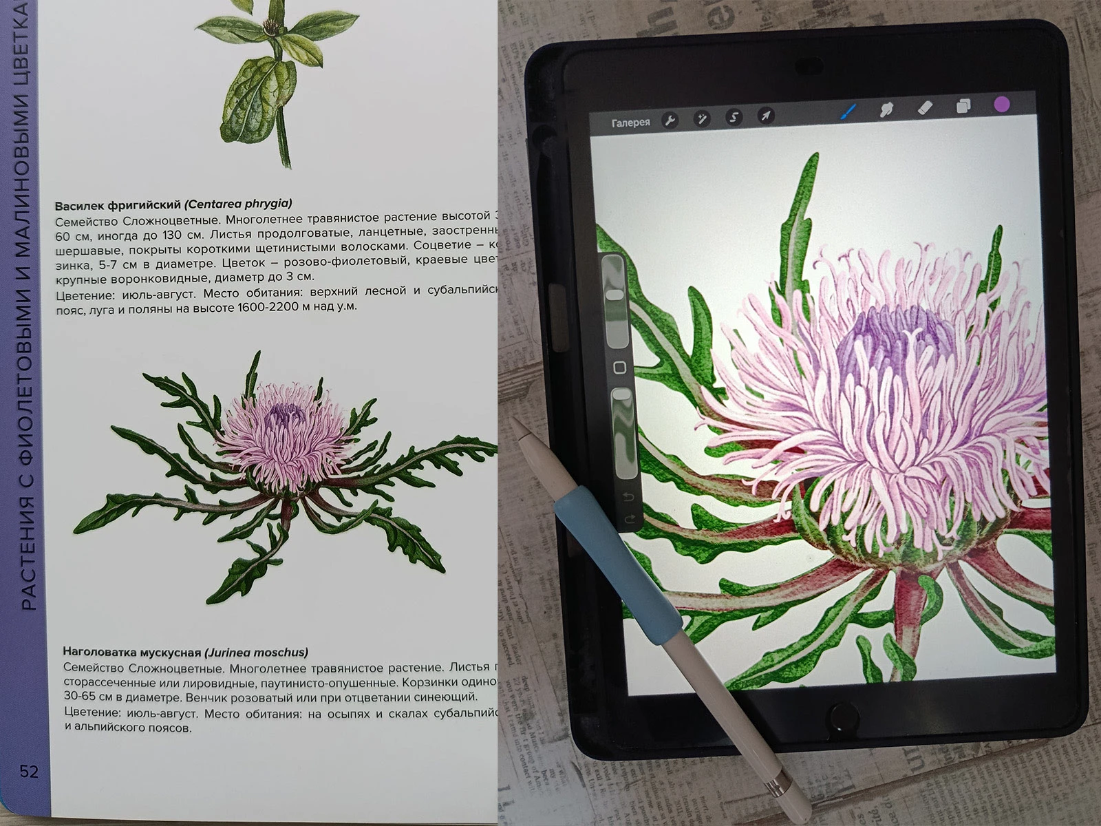 Изображения для атласа "Растения горного Причерноморья" — Изображение №5 — Иллюстрация, Графика на Dprofile