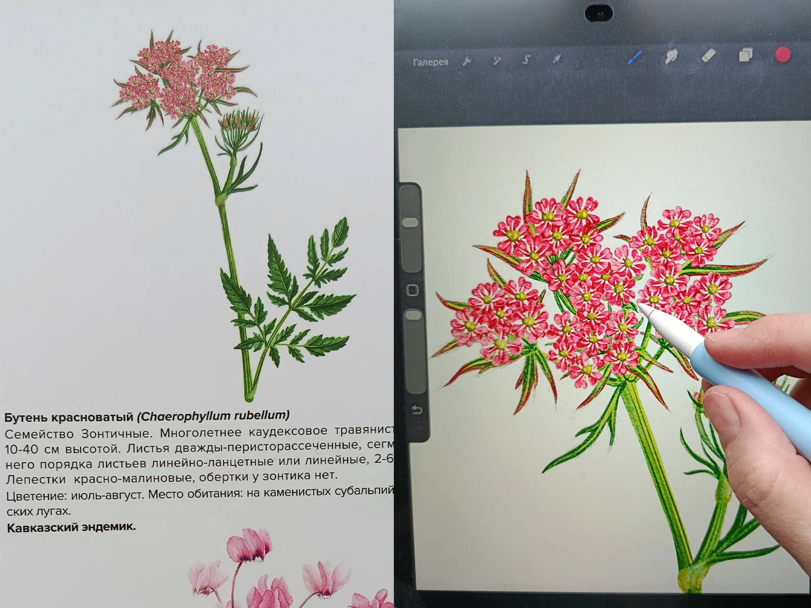 Изображения для атласа "Растения горного Причерноморья" — Изображение №7 — Иллюстрация, Графика на Dprofile