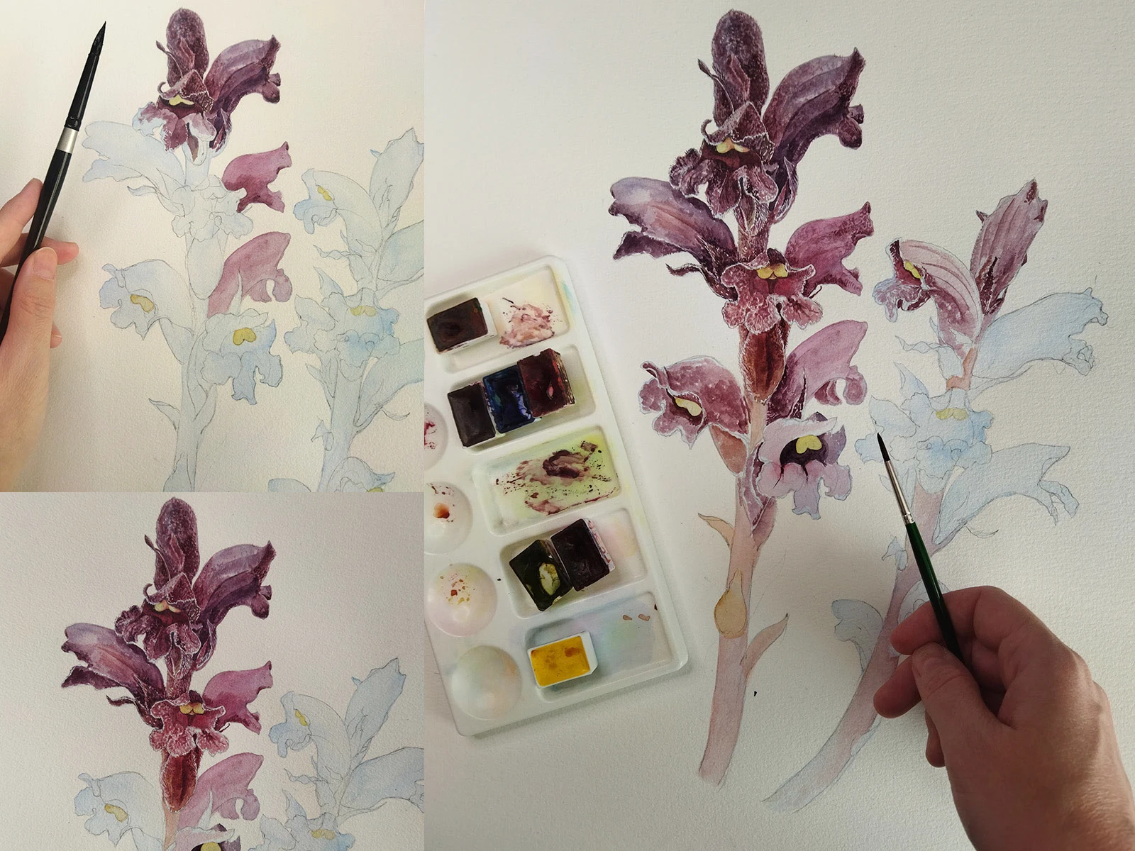 Изображения для атласа "Растения горного Причерноморья" — Изображение №2 — Иллюстрация, Графика на Dprofile