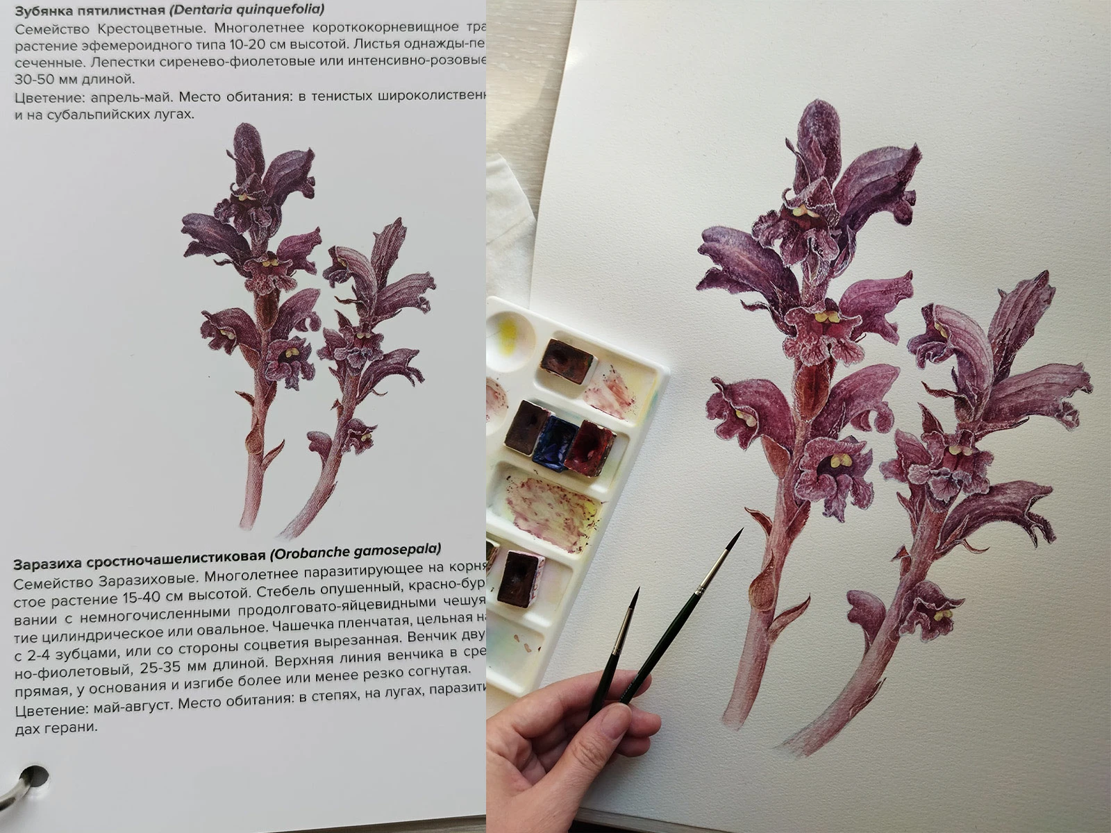 Изображения для атласа "Растения горного Причерноморья" — Изображение №3 — Иллюстрация, Графика на Dprofile