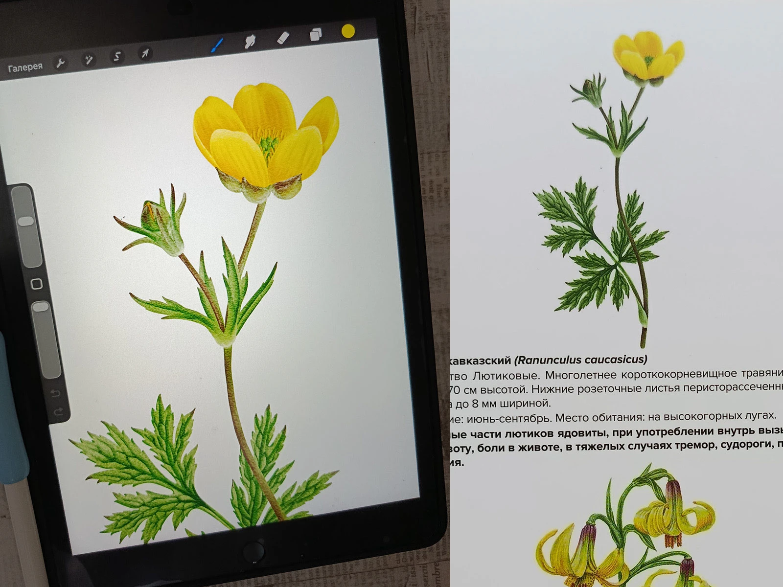 Изображения для атласа "Растения горного Причерноморья" — Изображение №6 — Иллюстрация, Графика на Dprofile