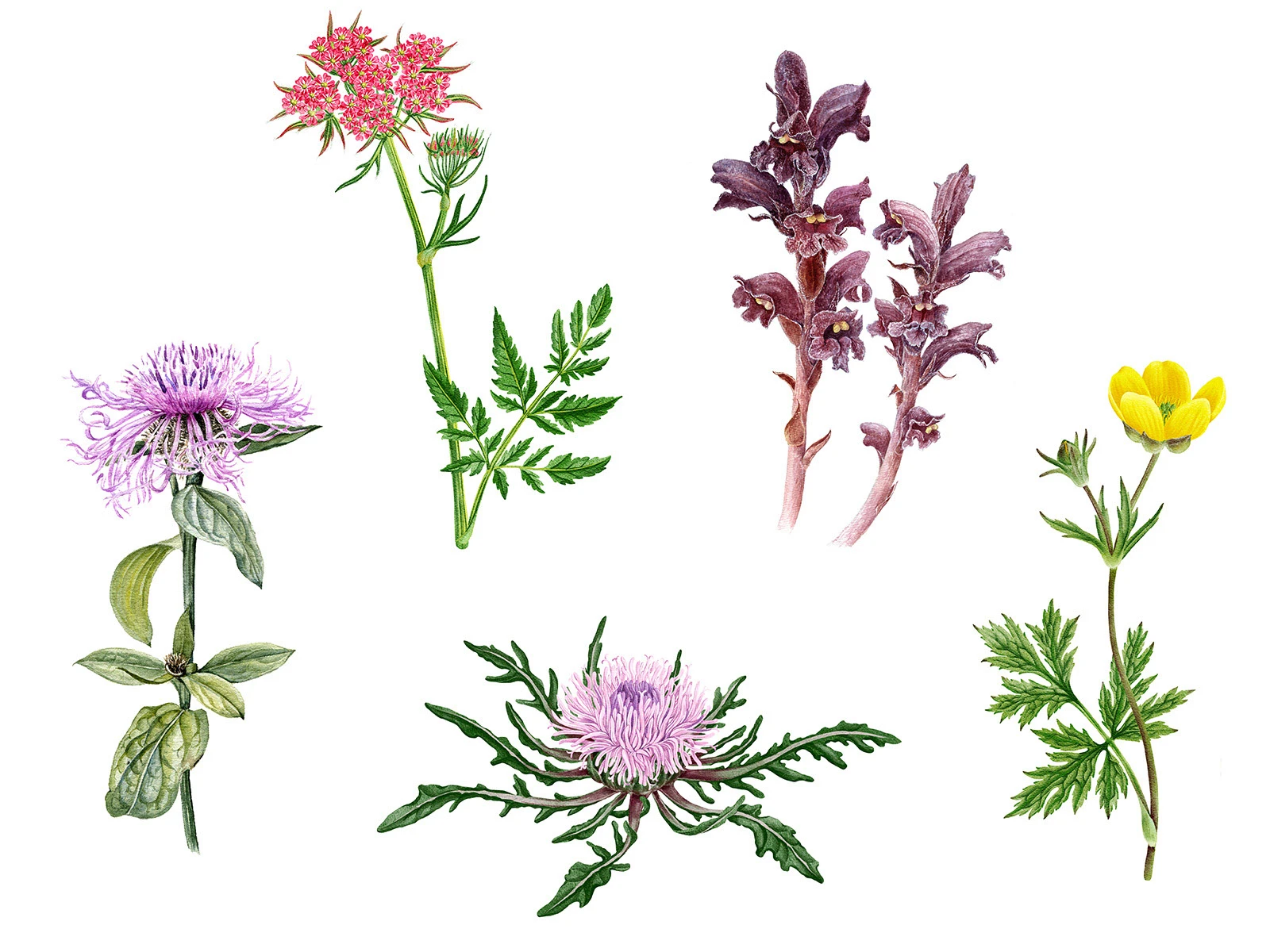 Изображения для атласа "Растения горного Причерноморья" — Изображение №8 — Иллюстрация, Графика на Dprofile