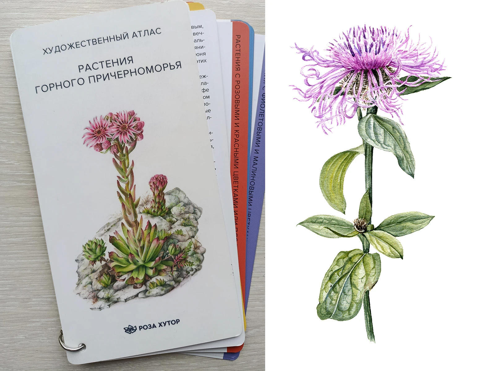 Изображения для атласа "Растения горного Причерноморья" — Изображение №1 — Иллюстрация, Графика на Dprofile